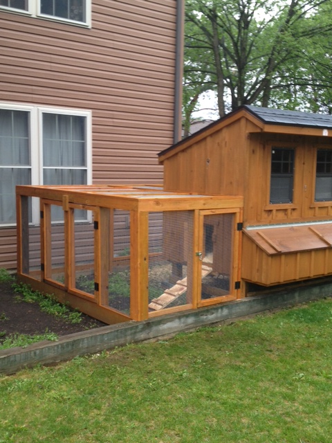 This is the first time we have raised chickens. I just finished the run last week. The girls love it. If we're gonna raise chickens they must have the best !!!