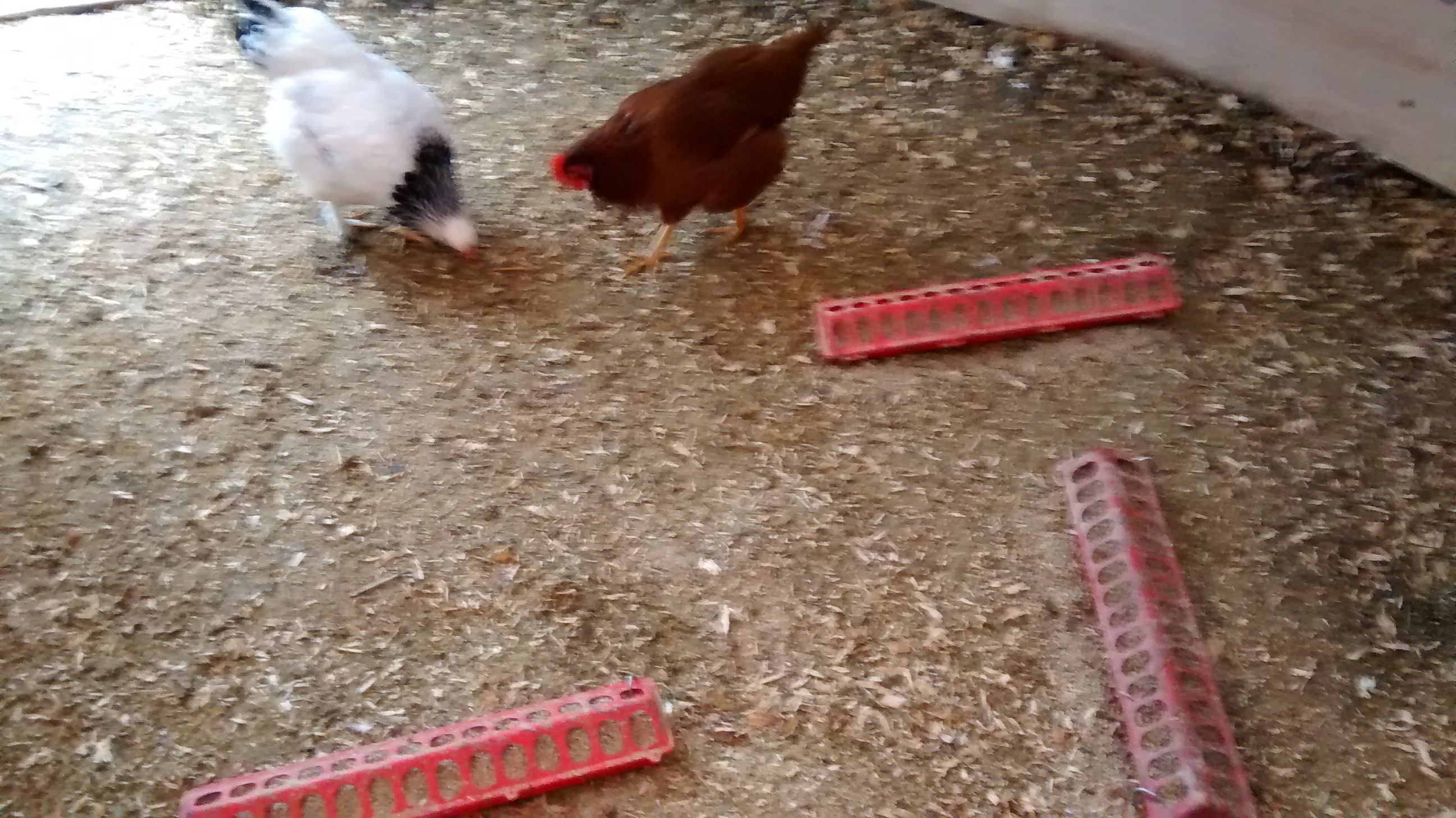 this is the floor and 3 plastic feeders I use, as my chickens kept knocking them over I am using tent stakes to keep them upright.