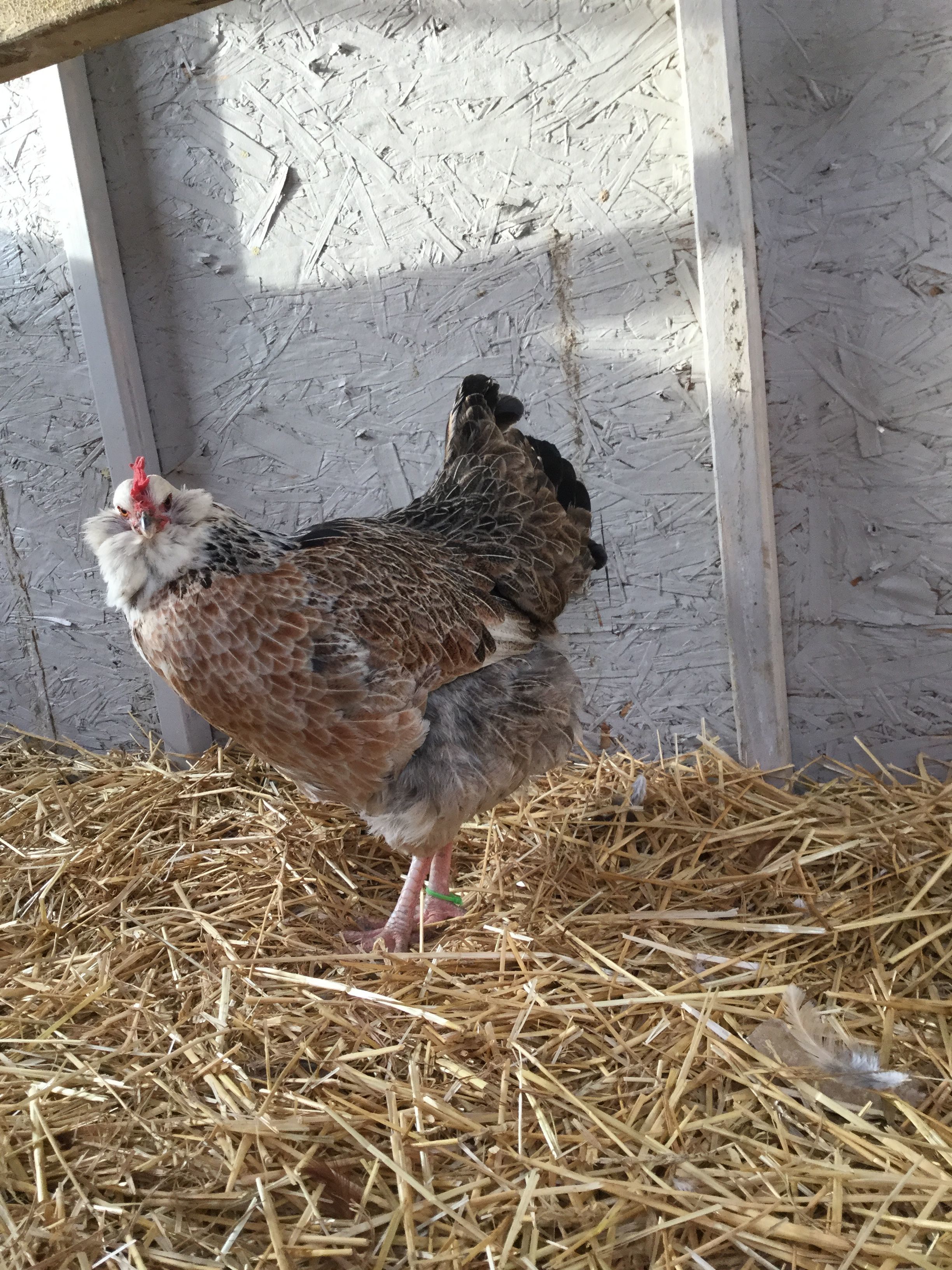 This is the hen in the top pics sister her eggs didn't hatch. I was hoping at least one of them would being with my rooster Fred I was wanting to see the coloring she would turn out to be but I still don't know why her sisters daughter got the black coloring like she has when I had her eggs marked as soon as she laid then and took them inside in the incubator and then she hatched from this hens sister. Sorry if that is confusing