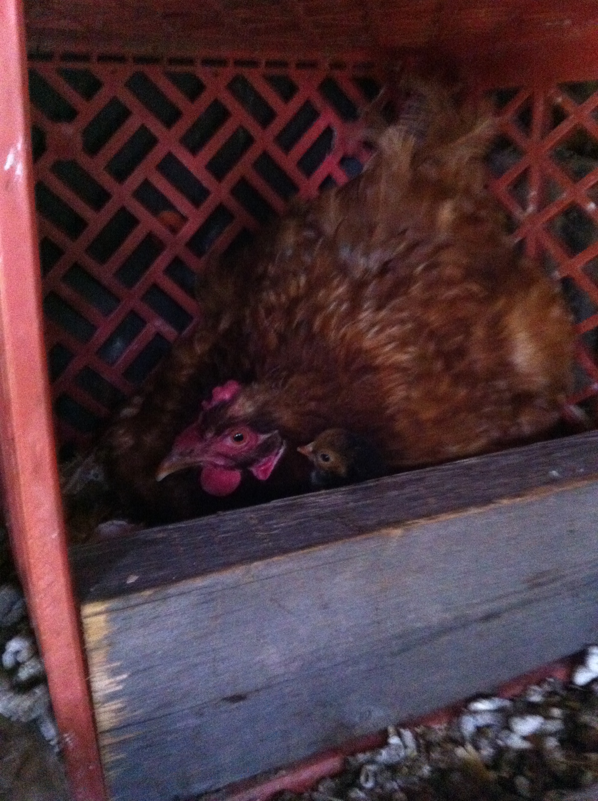 this is the hen that the snake ate 8 of her eggs
