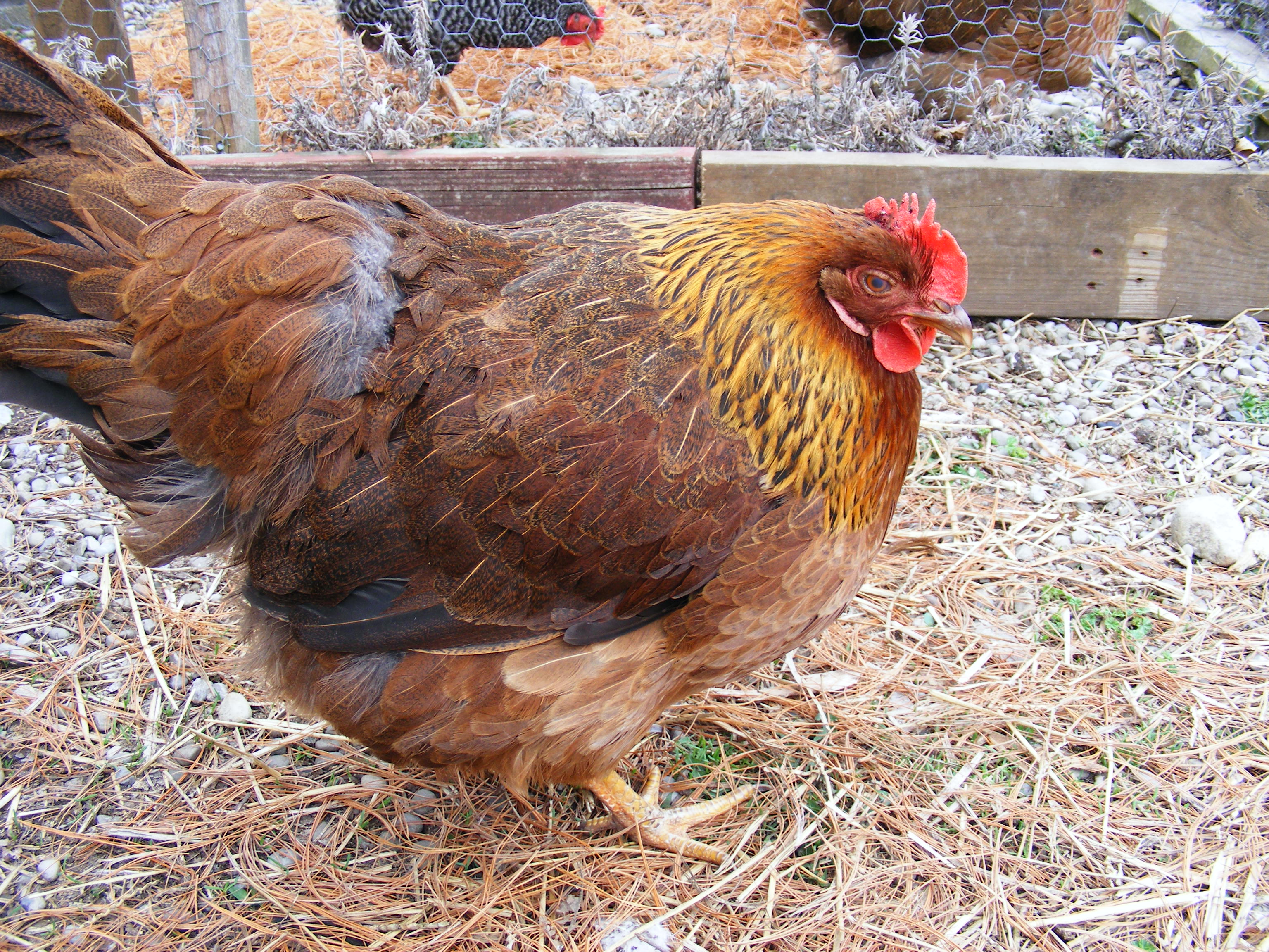 this is the hen