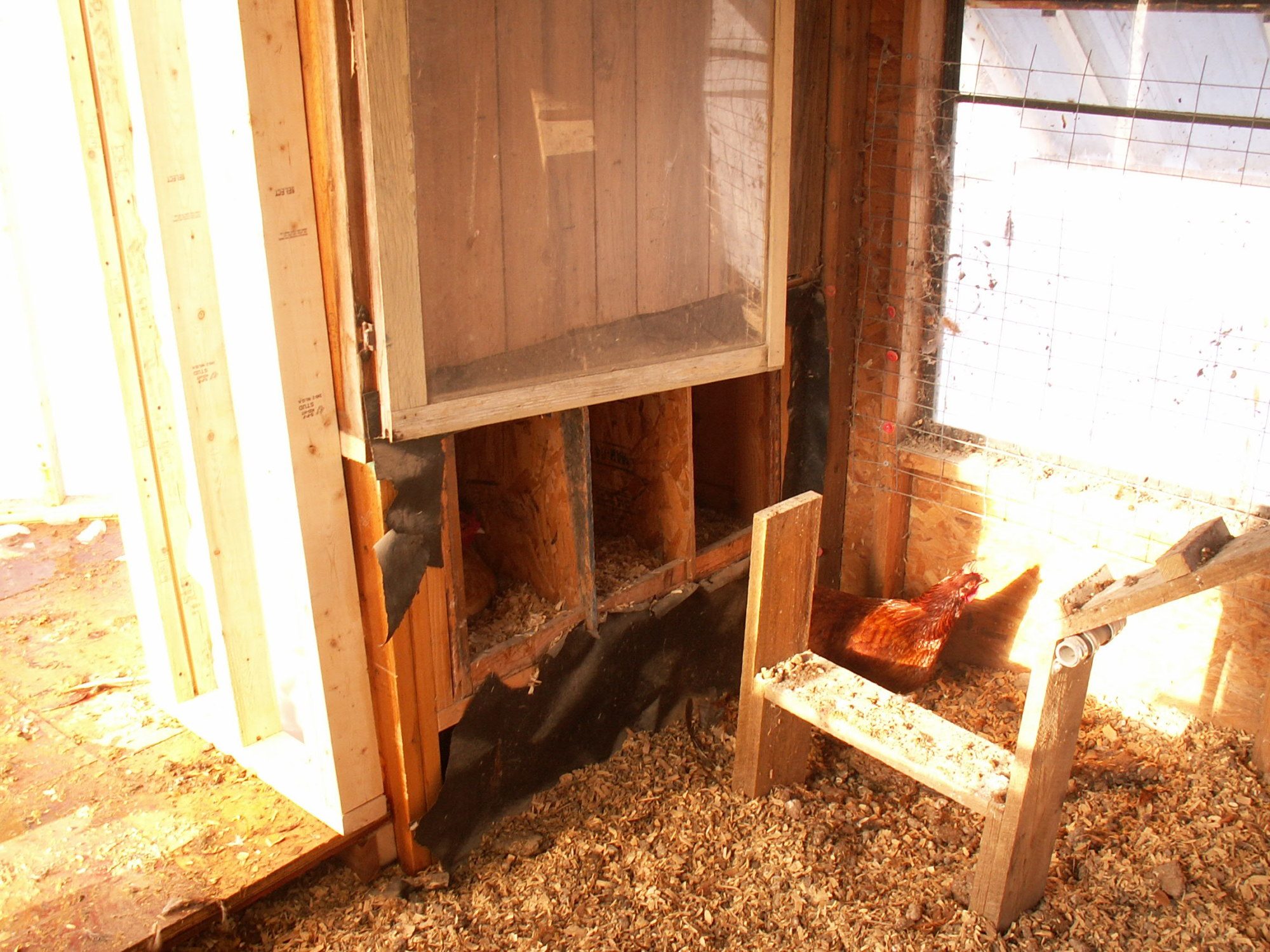 This is the inside of my older coop.