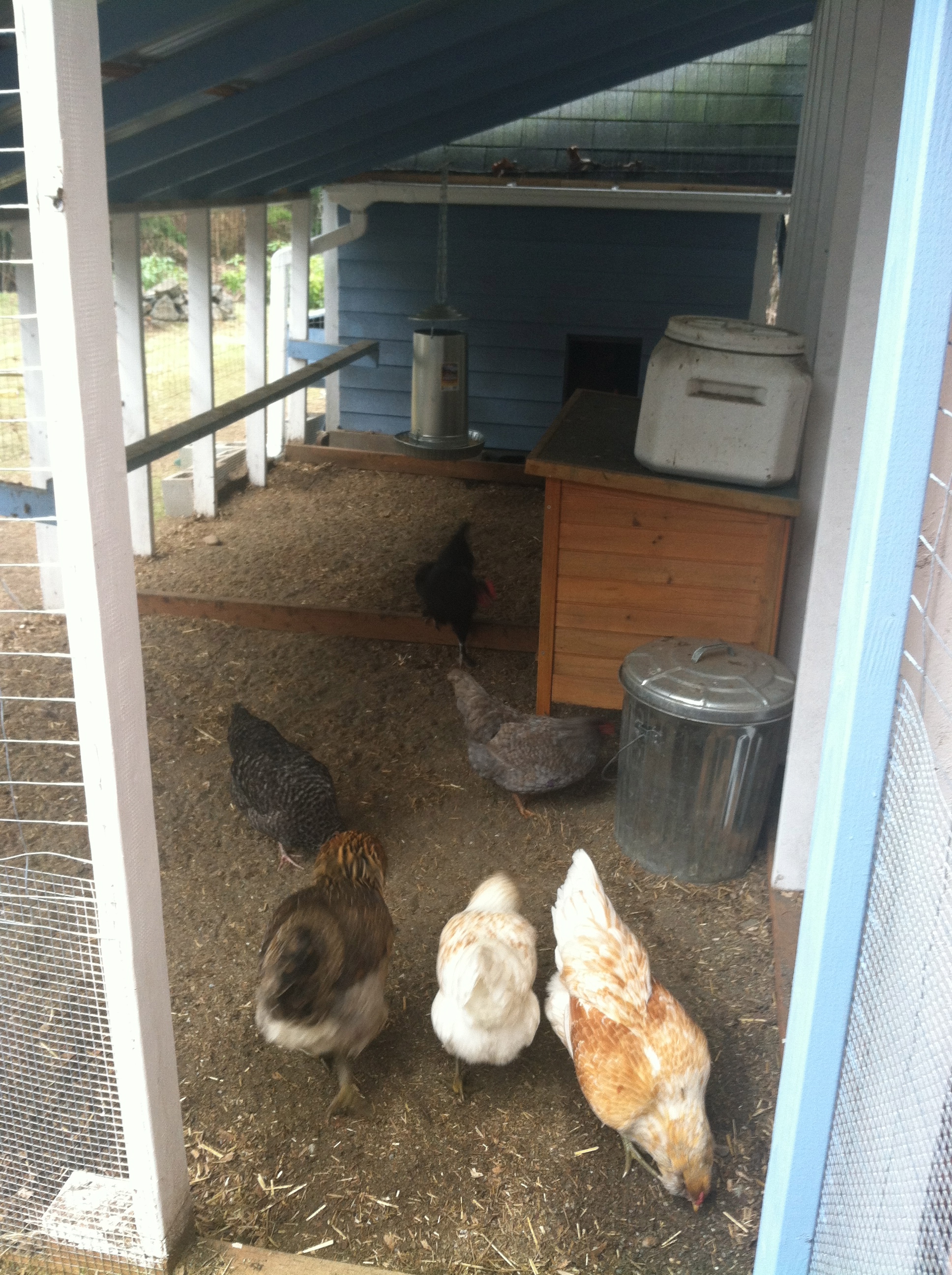 This is the inside of the run; food and water hang from the rafters by chains, there is a 12' long roost in the run for exercise when they can't go outside in pouring rain, a rabbit hutch for broodies, and some feed storage containers.