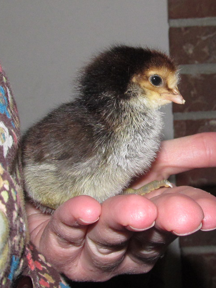 This is the little EE/Brabanters cross that was born first! Hours old.