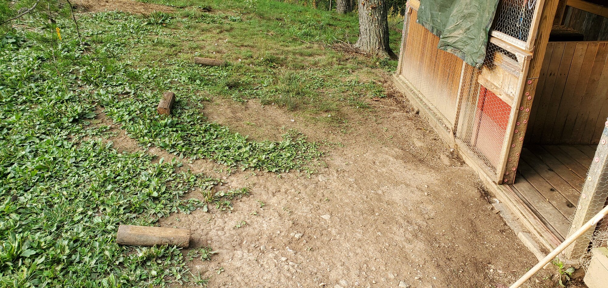 This is the location of the future duck-run