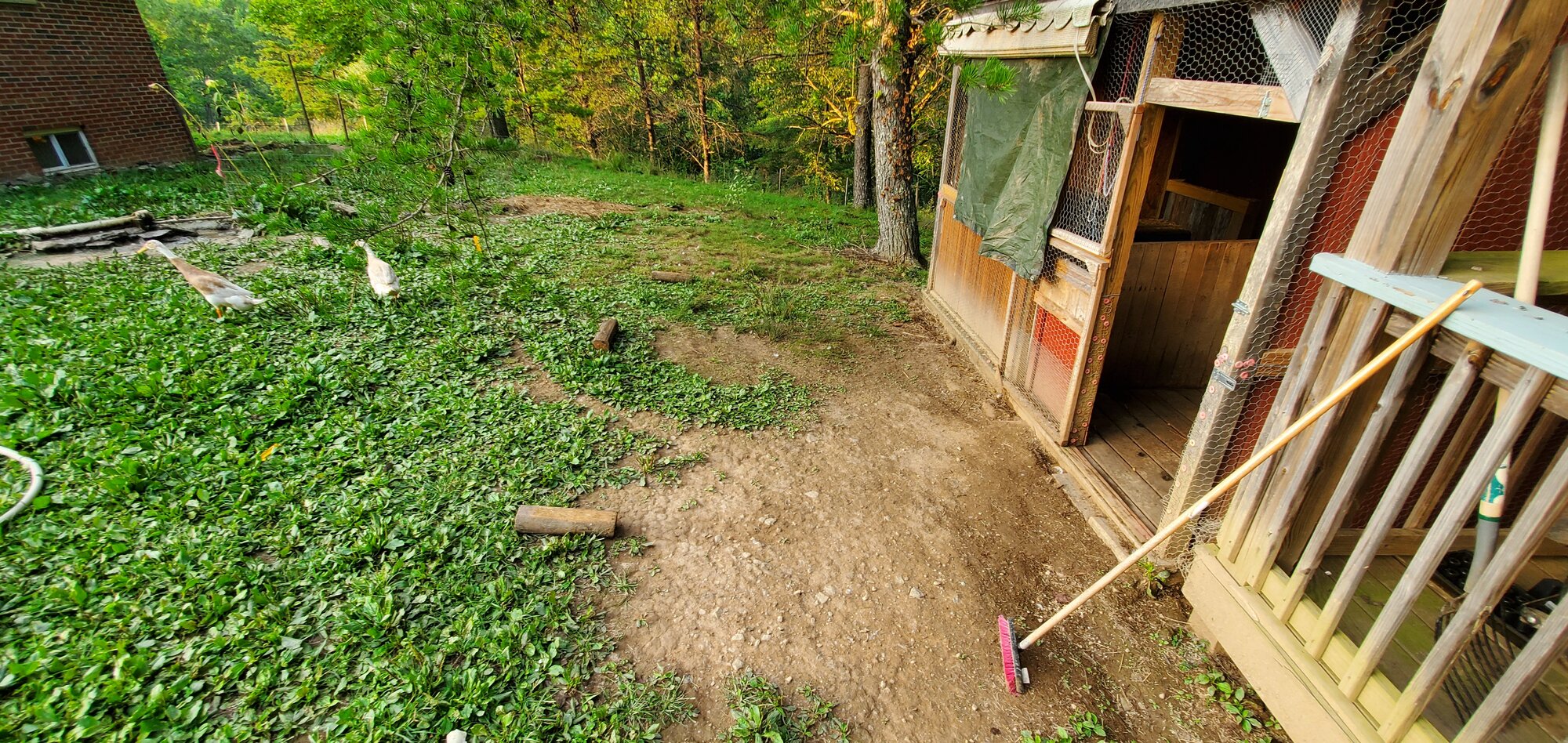 This is the location of the future duck-run