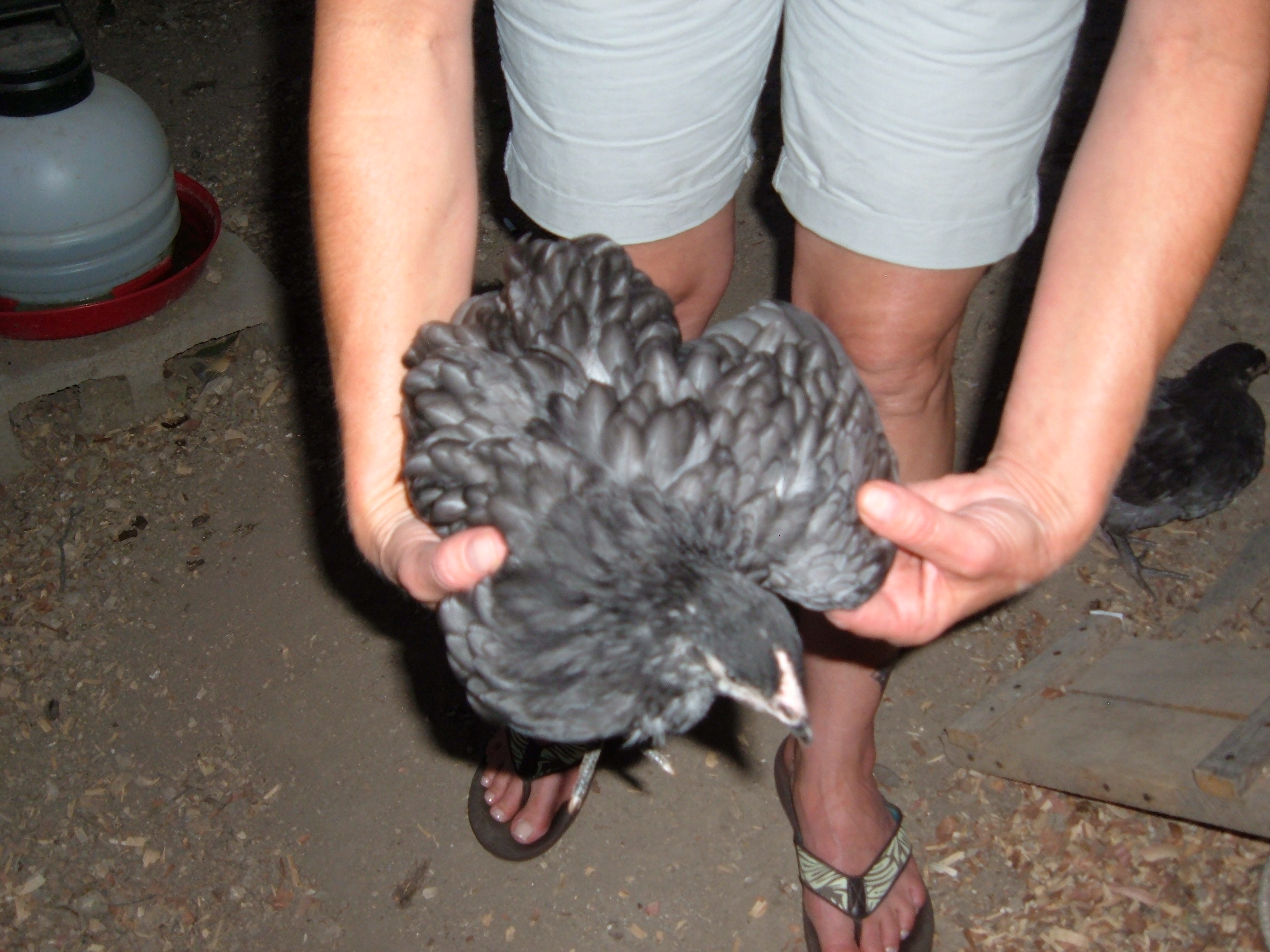 This is the one I am not sure about.  I am hoping its a pullet