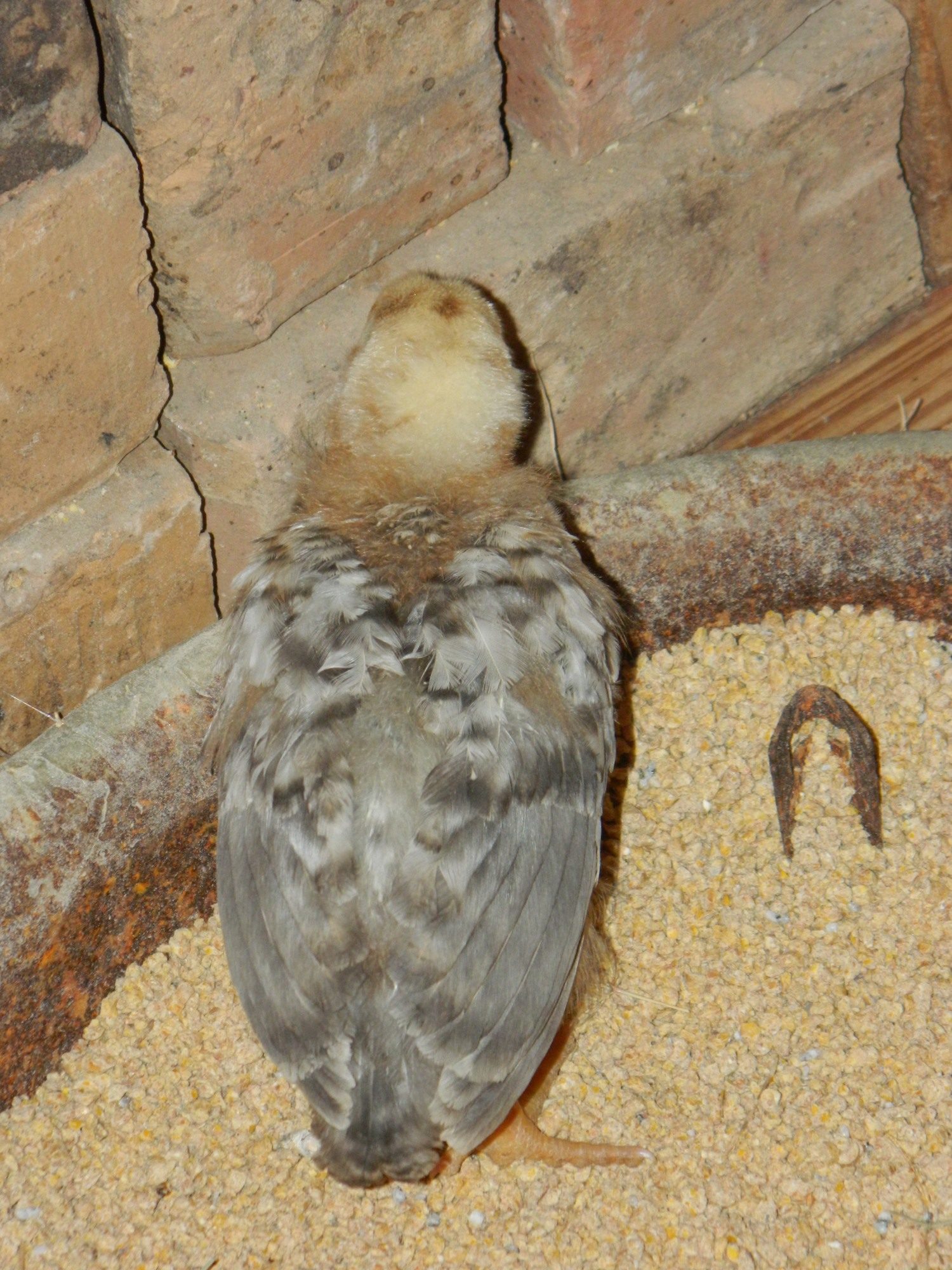 This is the one I would really like to figure out. If I remember correctly it came out of a bantam bin. I'm thinking its a roo but still too young to tell.