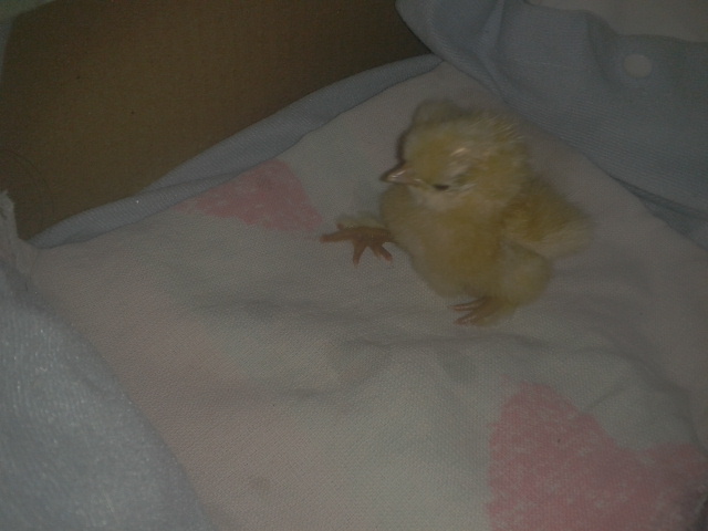 This is the only chick that hatched out of this batch ( nov. 4 2012 ).......none of my Americana eggs hatched nor were they fertilized.....yet this was a by chance egg i put in the incubator .....and voila - HOPE - I named her Hope because she was lifeless that morning....I brought her in the house, started rubbing her while she was wrapped in a heating blanket.......then a little movement and a small PEEP....thats all I needed to hear!