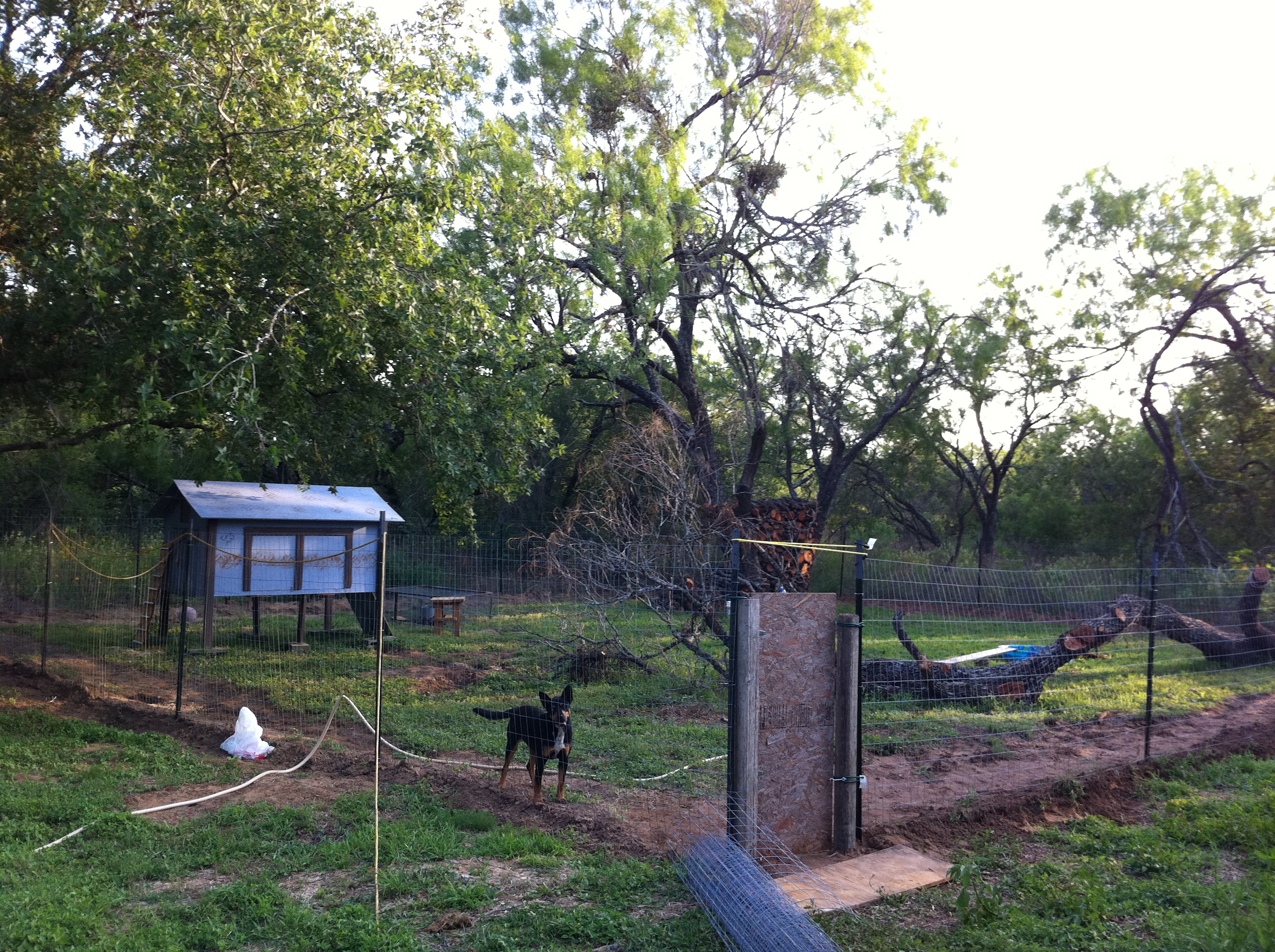 This is the part of our property my sis and i fenced off for our chickens and ducks, and Nala, and now the turtle.