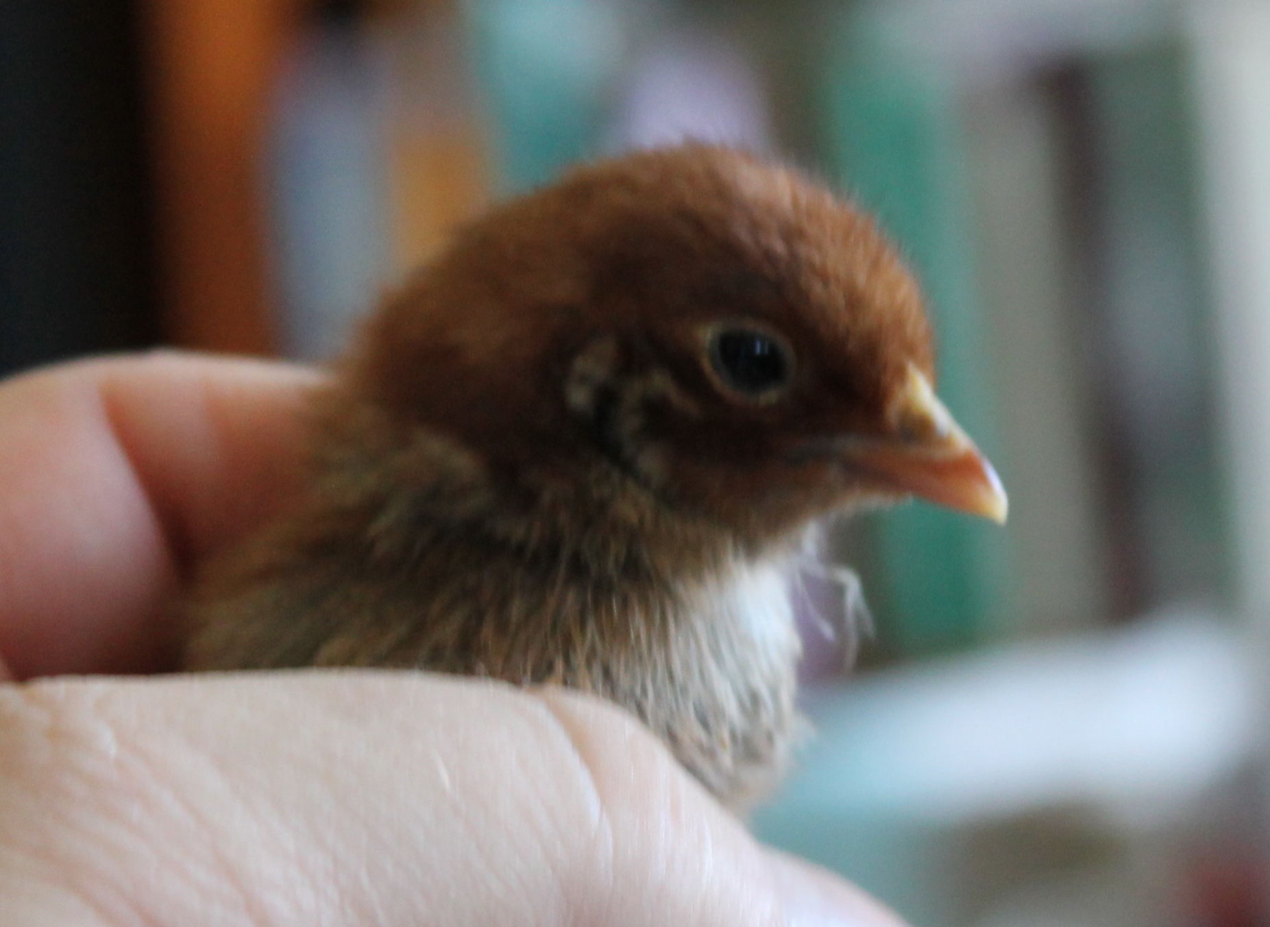 This is the Redhead color phase of the Red Quill Chicks