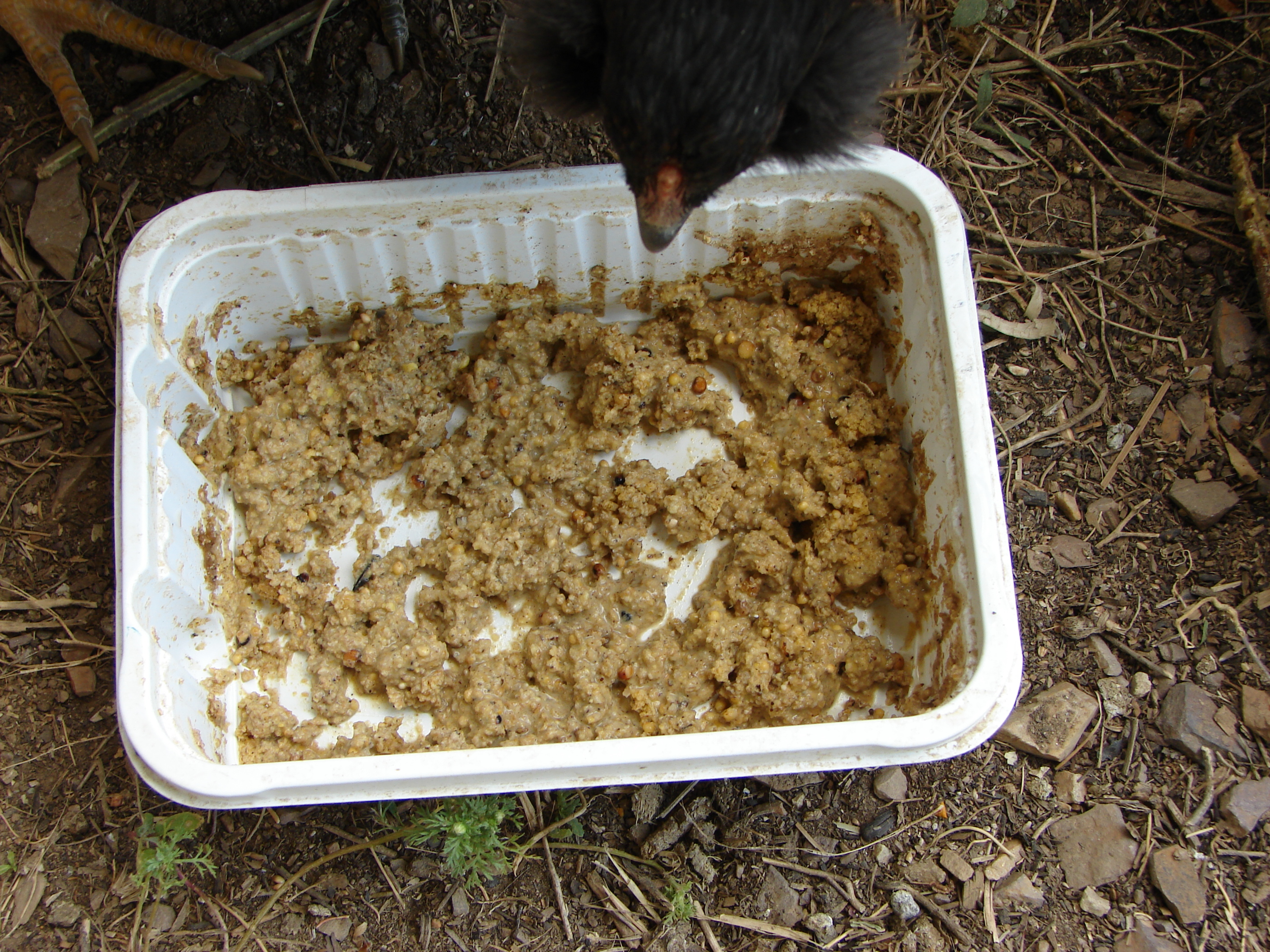 This is the remains of last nights feeding.  It was starting to dry out in the heat so i added a little water and stirred.  After that i added a little more FF and stirred.