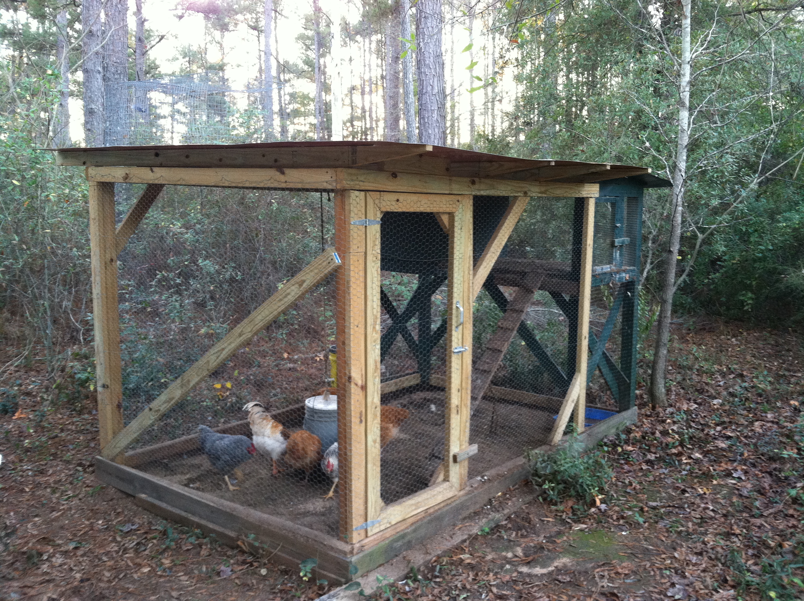 This is the rooster coop. The ladder goes up into the coop, which I can also close off and use as a brooder. I raised all these from a few days old in there!