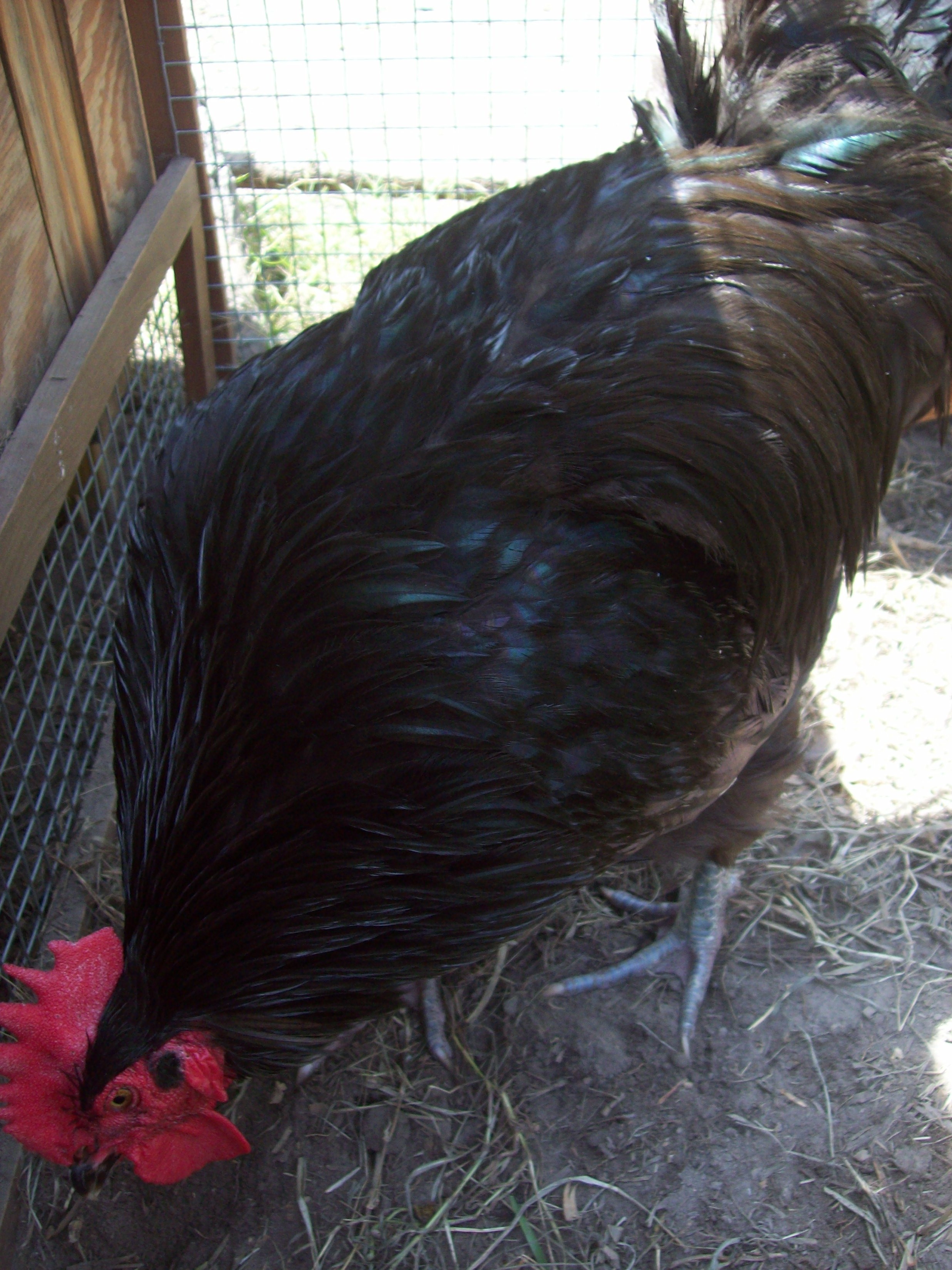 This is the rooster that started it all. He was given to us by our neighbor with another rooster and 3 females. This guy had a story though. When he was born he wasn't breathing or moving. One of the neighbor kids remembered 101 Dalmations and starting rubbing him and praying over him. Well he perked right up. And as you can see very healthy. They named him Miriacal(sp). I had promised to never kill him but he has become quite mean and he's just got to go now. He's about 2 1/2 to 3 years old.