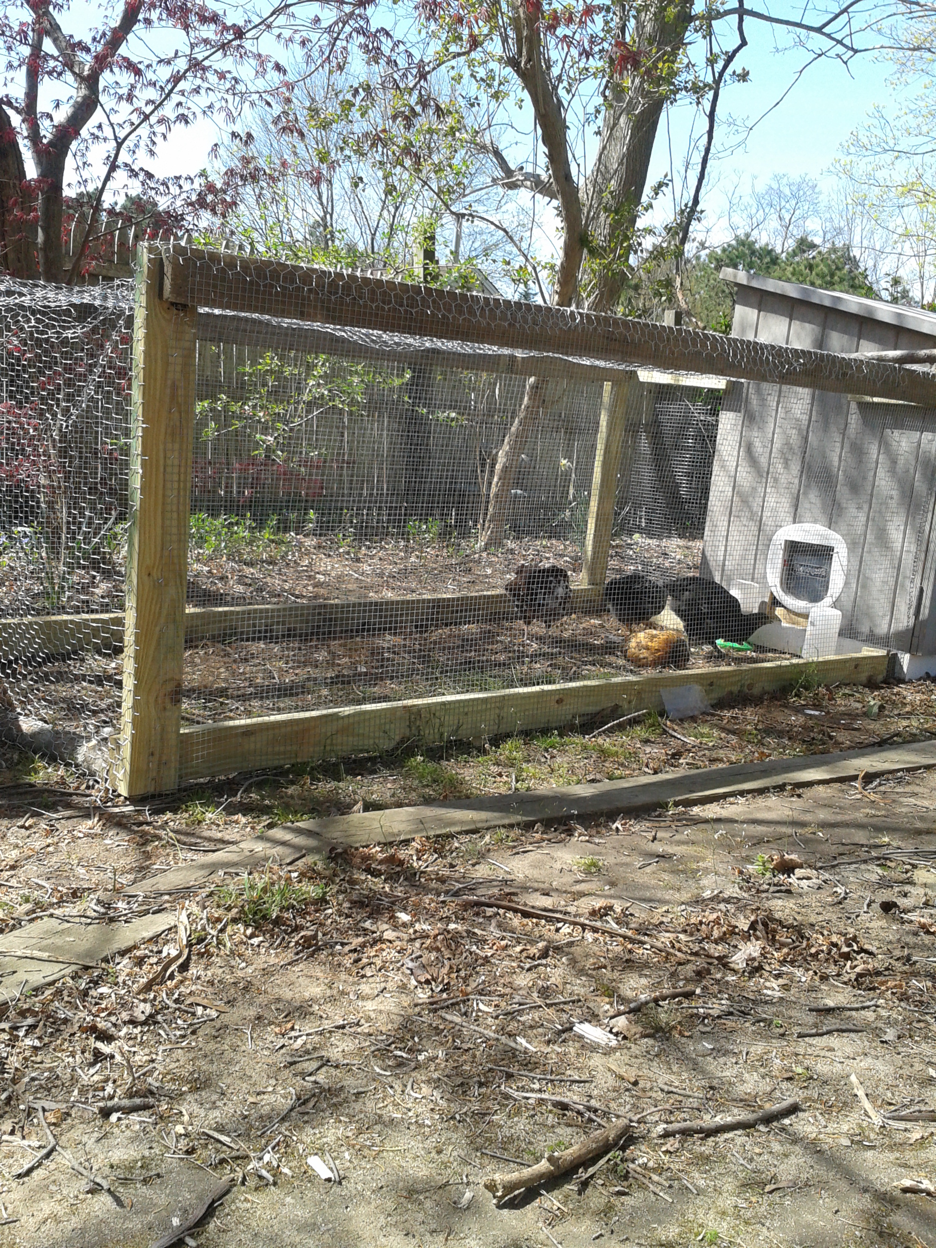 this is the run/ pen part of coop