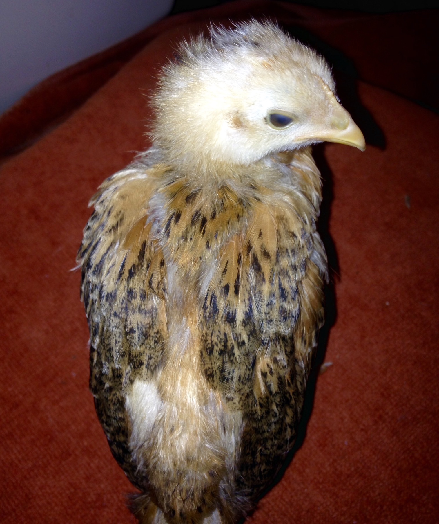 This is the same chick as previous picture.