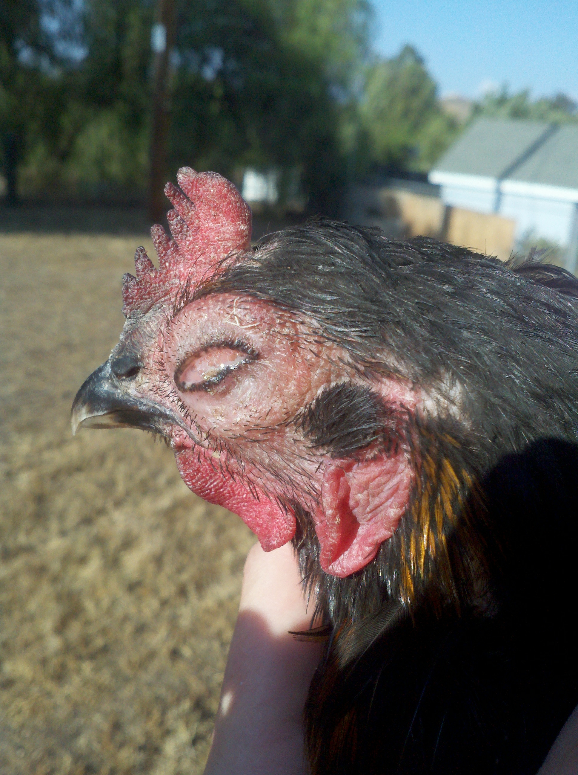 This is the same laying hen I have. 3 weeks with this. Only symtom now here.