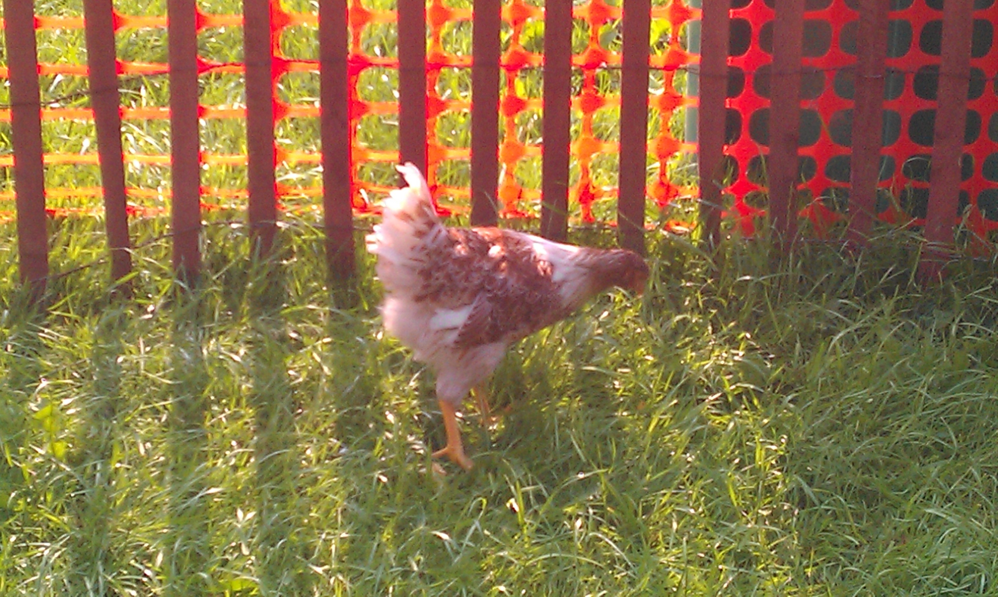 This is the smallest of my flock, but still beautiful, Roxanne. At least I think she's a girl.