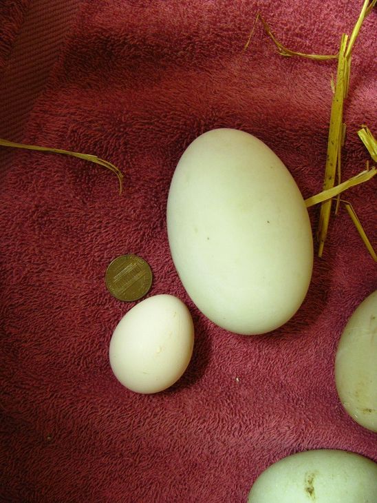 This is the teeniest, tiniest chicken egg I've ever found in my nest box. It's my OEGB X Sebright bantam hen Roadrunner's first egg, shown here with a US penny and one of Maddy duck's jumbo eggs. 

It weighs in at just half an ounce! Hah! How cute.