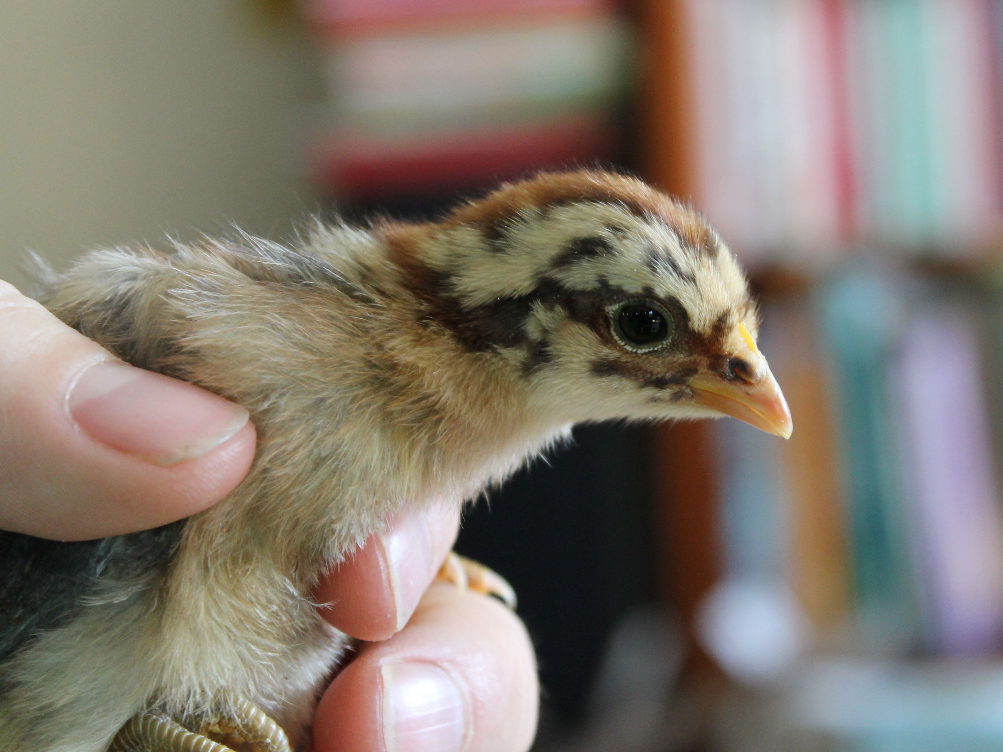 This is the "Tiger-Faced" color phase of the Red Quill chicks.