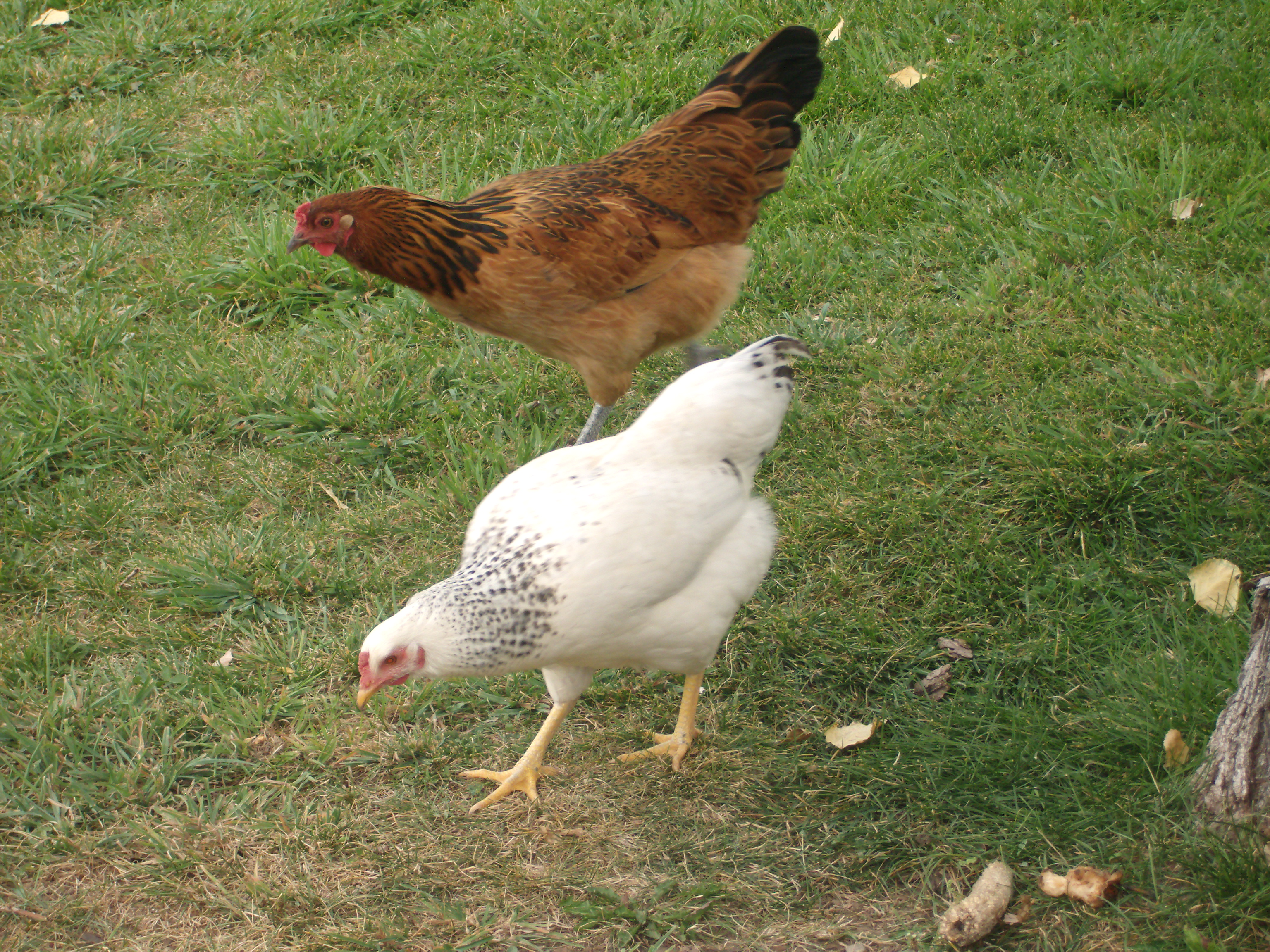 This is the two chicks at 6 months, both now laying
colored eggs. I'm thrilled with them.