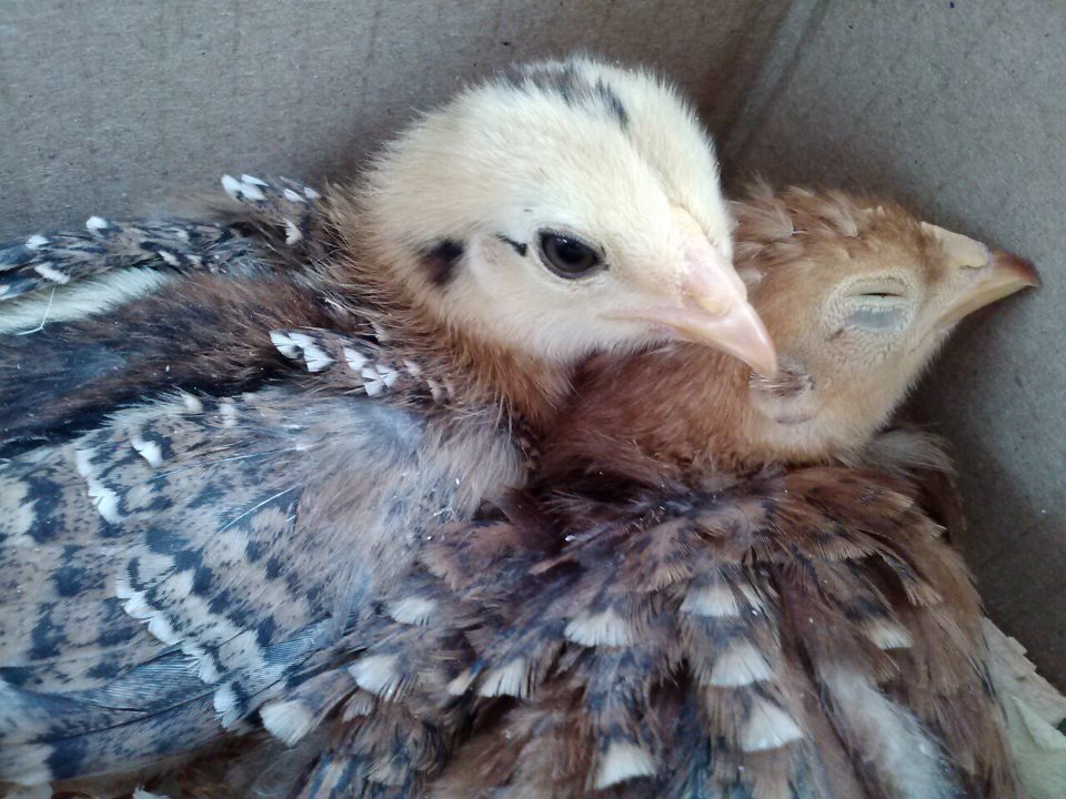 *
 This is the two older ones. Buttercup (Unidentified) and the one sleeping is Blossom  (Buckeye chick)