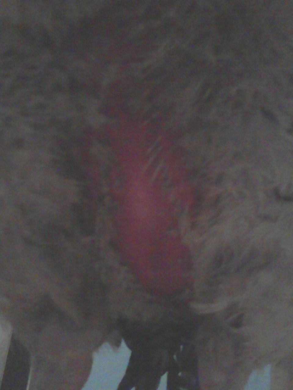 This is the under neath of my roommates rooster. Why are there no feathers growing and why is it so red? The vet said that it was from being over weight. What do you think