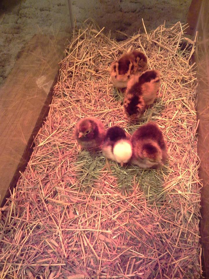 This is the very first picture I took of my babies.  *July 15th, 2015*