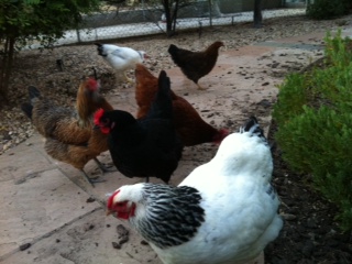 This is the whole flock...I will be getting two new ladies soon though!