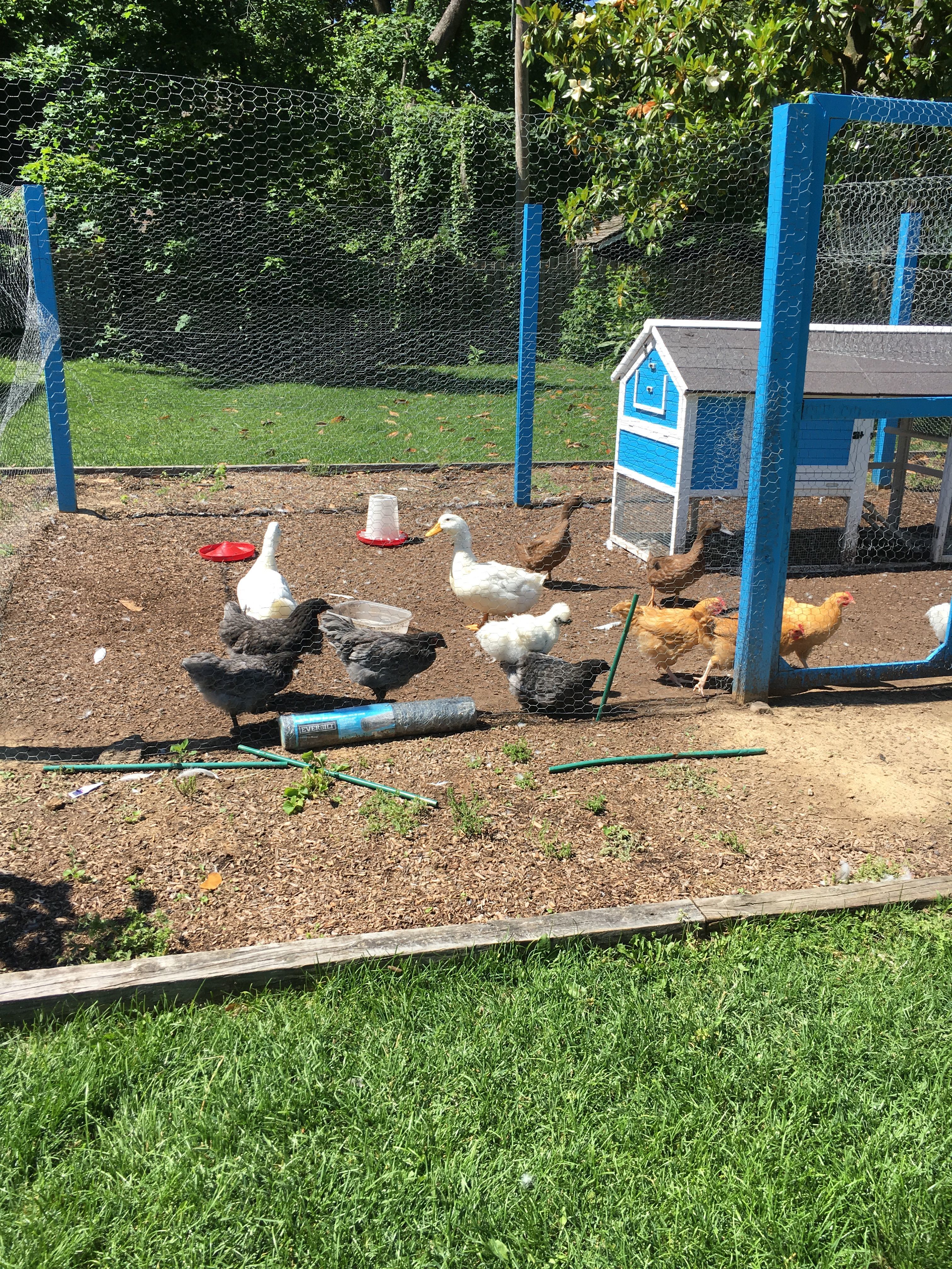 This is the whole gang when we first set up the coop
