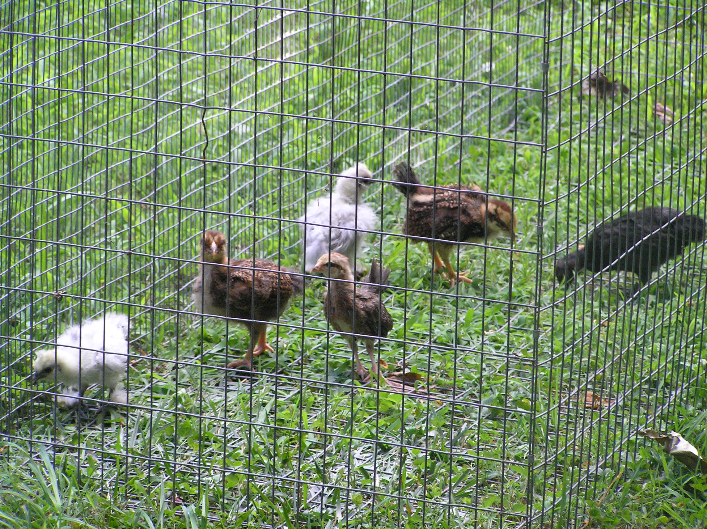 This is them in their cage, enjoying the outdoors for the first time.