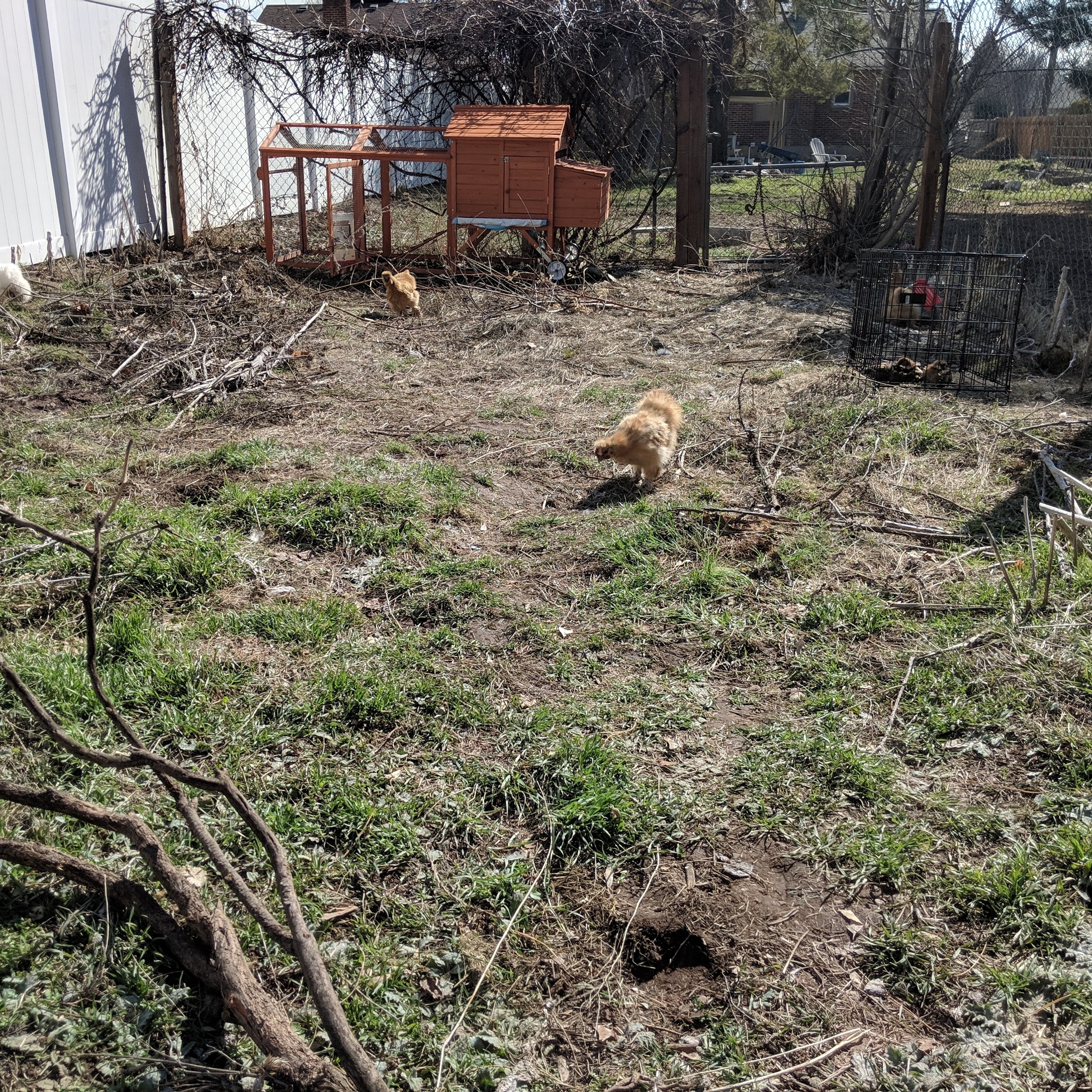 This is there new free range space