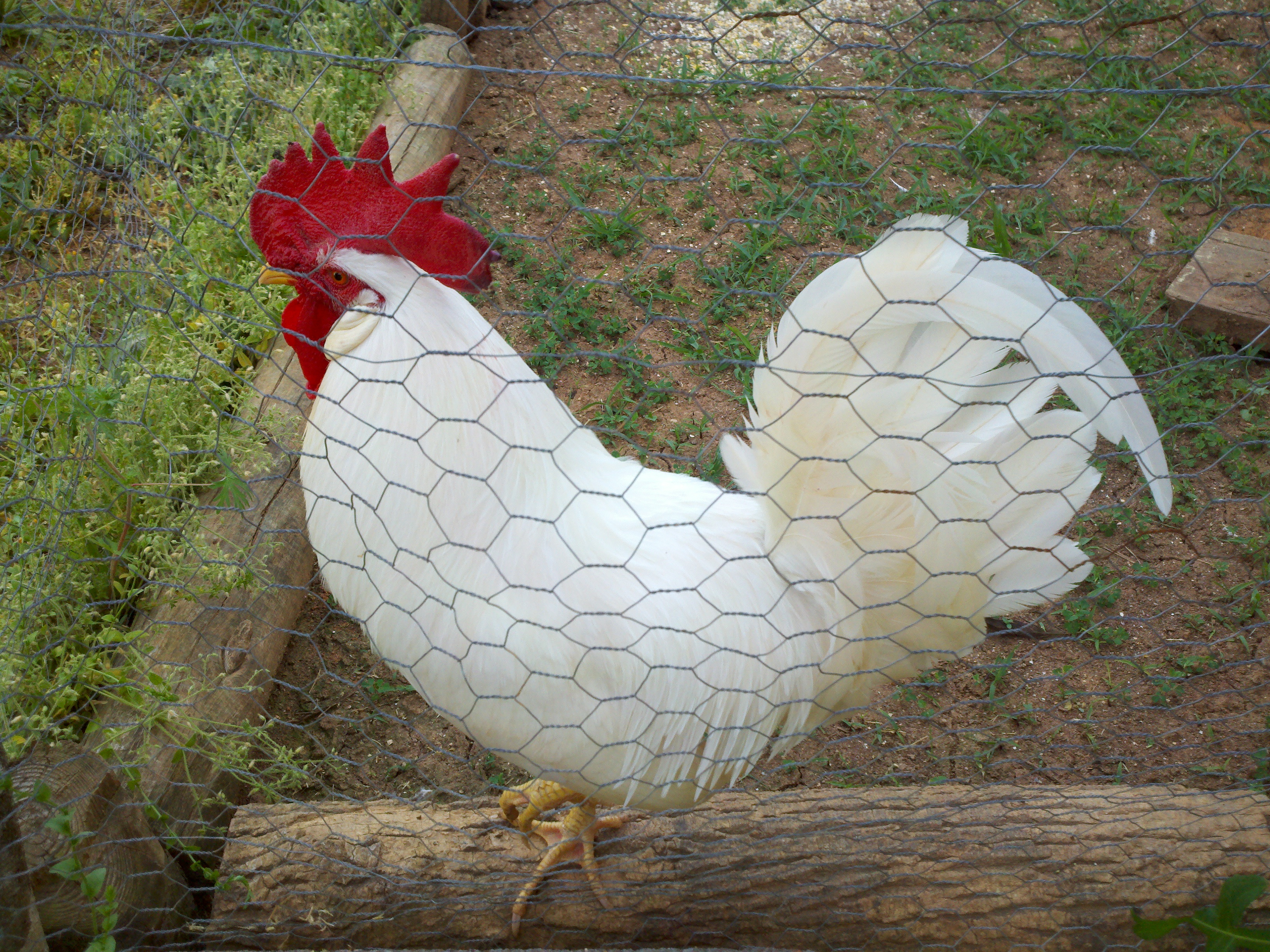 This is Thunder Chicken. He was a gift from a very nice neighbor. It was her last chicken. He was a warrior. This is his before battle picture. He was so beautiful and white. It was taken when I first put him in the pen. I kept him with a couple of my stronger hens just to see the extent of his reputation for being "a mean one".