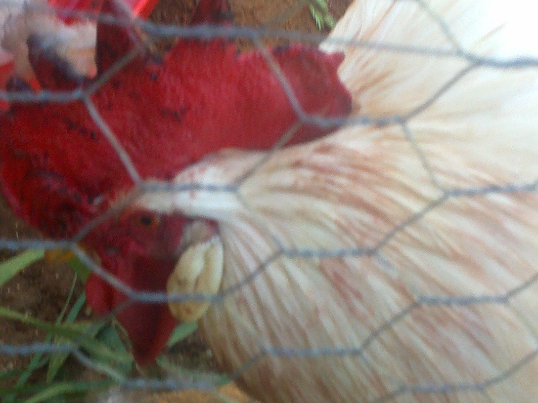 This is Thunder Chicken's after picture. He was bloody. I checked him and he wasn't injured. I don't know if the blood came from the hen that was killed or the predator. I should have put them all in the IBC because I knew we were on high alert for predators. I had put my sweet hens in an IBC that I rigged for maximum protection. It seemed like my chicken pen was just a feeding trough for the predators. Once we killed a 'possum and a raccoon, I thought they would be okay. I still didn't want to put them in the pen, though. I felt like they had a better chance outside. Then, came the dogs. We couldn't catch a break.