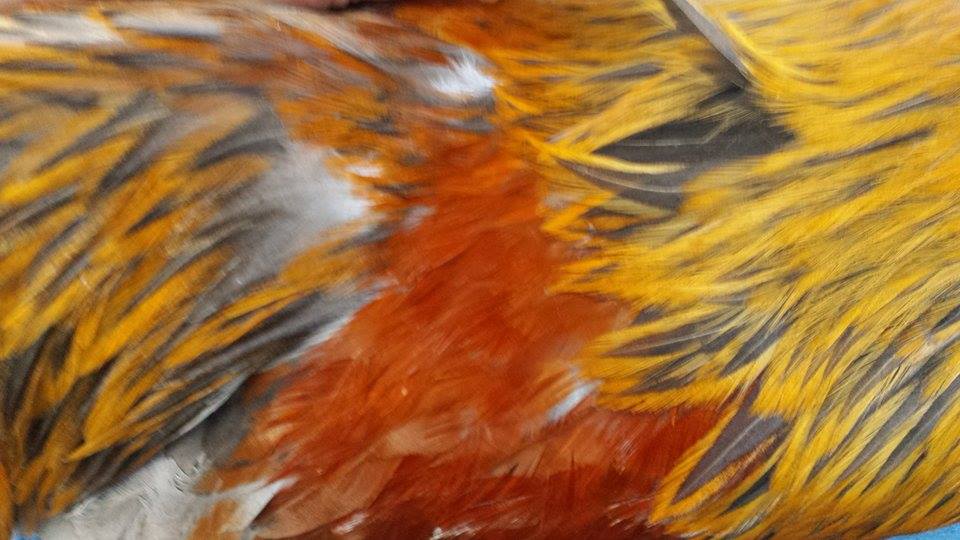 *
this is thunder's colors