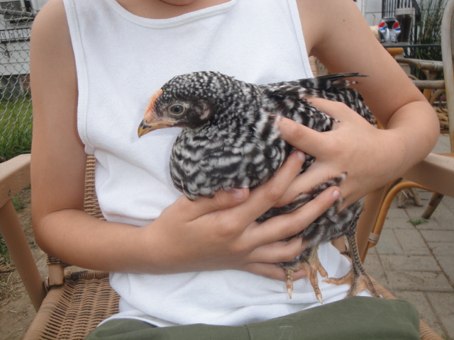 This is Thyme. She is in the arms of her owner my 6 year old son. She looks like a Cuckoo Maran or a Barred Rock. What do think?