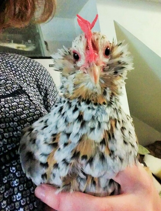 This is Tilly the Mille Fleur D'uccle hen.  She has become a bit too attached to humans.
