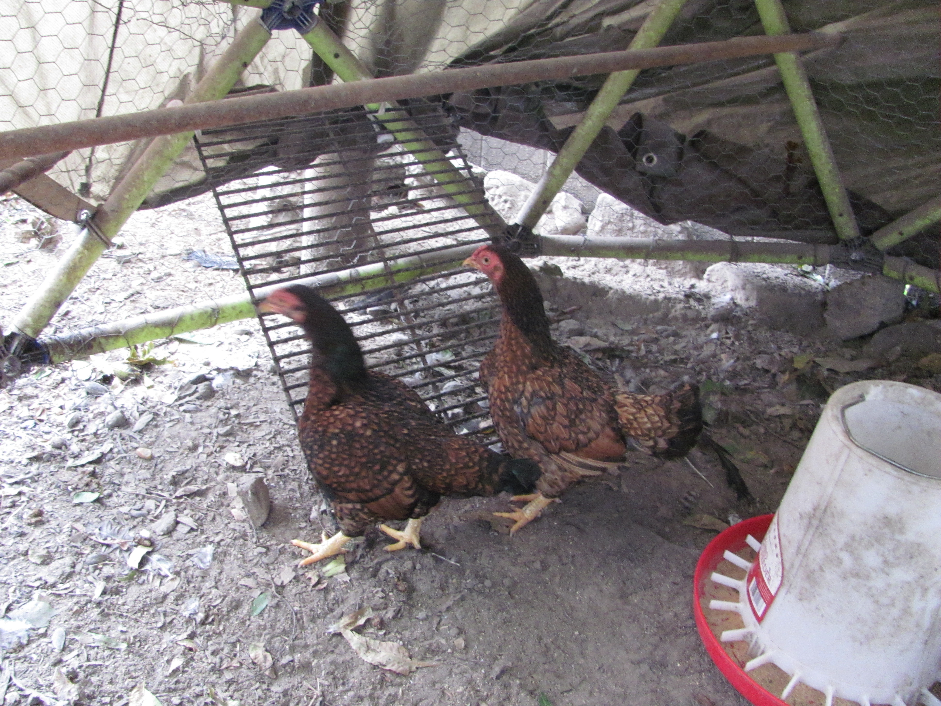 This is Tina & Tammy.  They are new (Very Old) Cornish hens I acquired. 
Thought about naming them Nenan & Tatunt  :o)