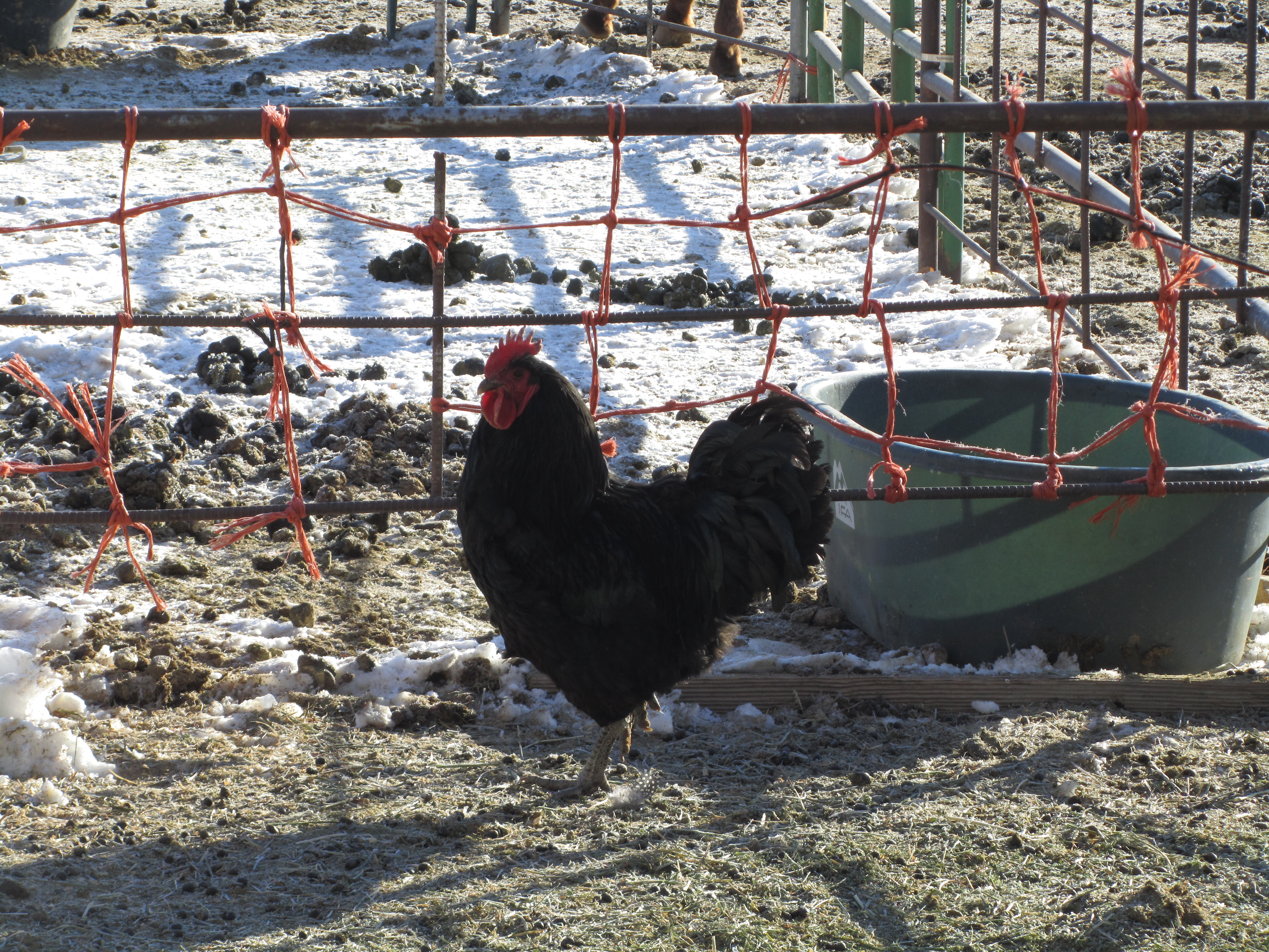 This is Toby, he and his partner Toby Too keep their 12 hens hopping.
