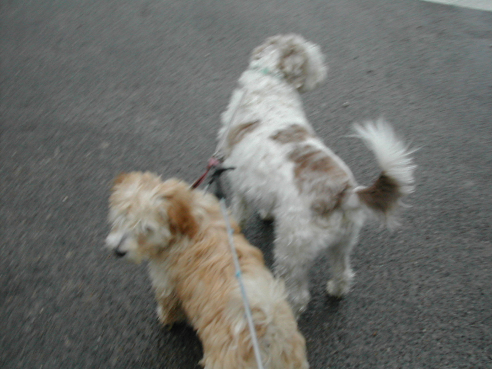 This is Tommy & Ginger being walked on a double lead when walking in town. n__n
