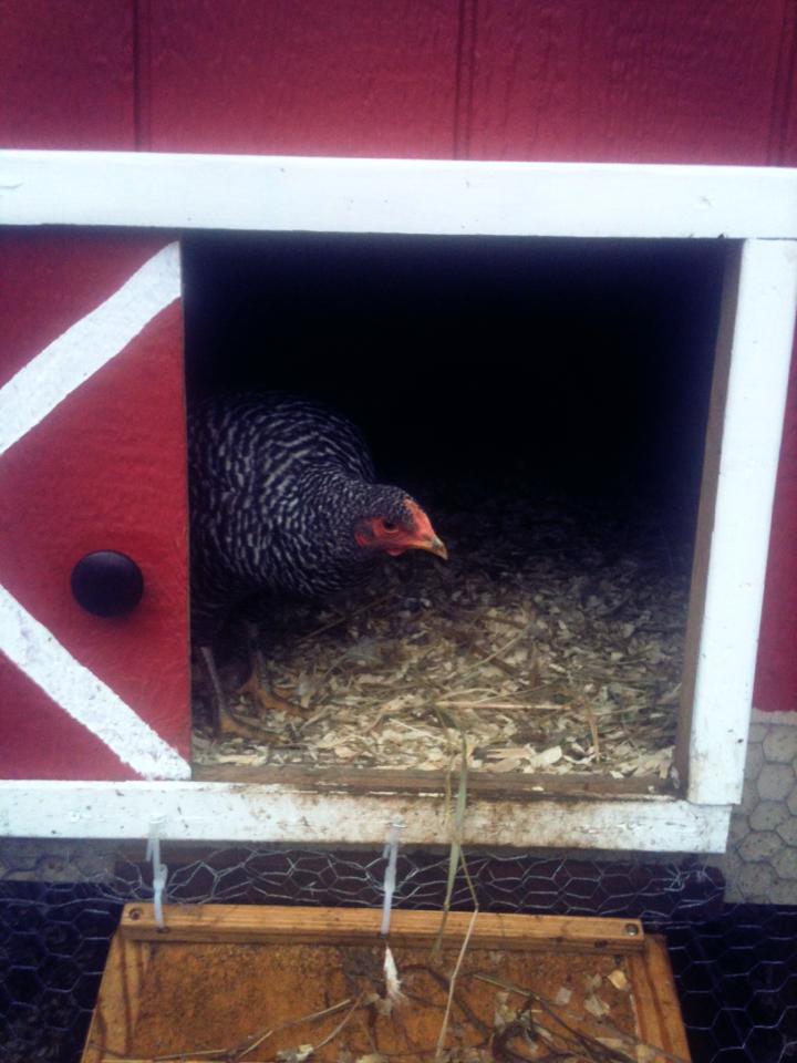 This is "trouble" looking out of the coop.. trouble is always escaping into the woods, and runs away for hours at a time only to reappear when she hears food.