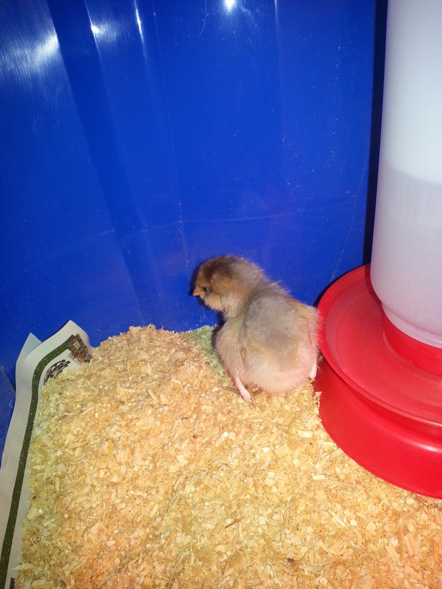 This is Trouble...she is an Araucana.
