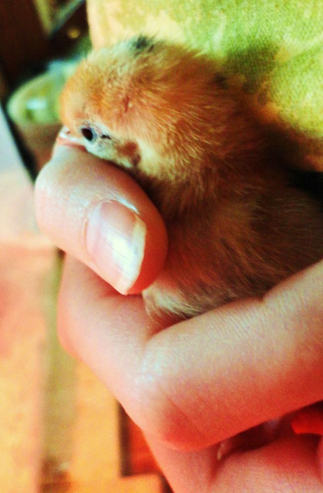 This is Truffles, one of our chocolate Old English Game bantams at 3 days old!