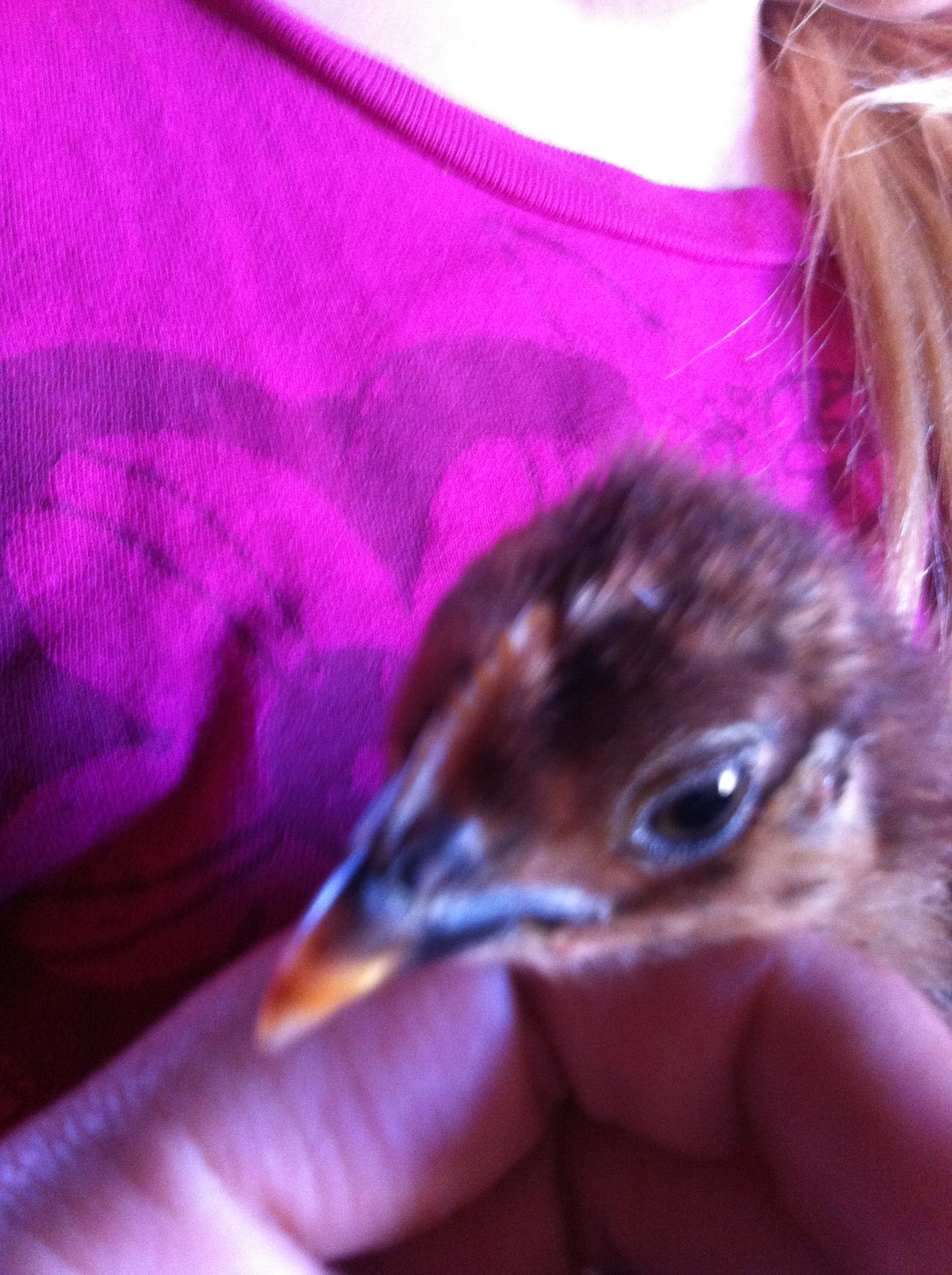 This is Tweety at about 3 weeks. We have no clue as to what breed she is.