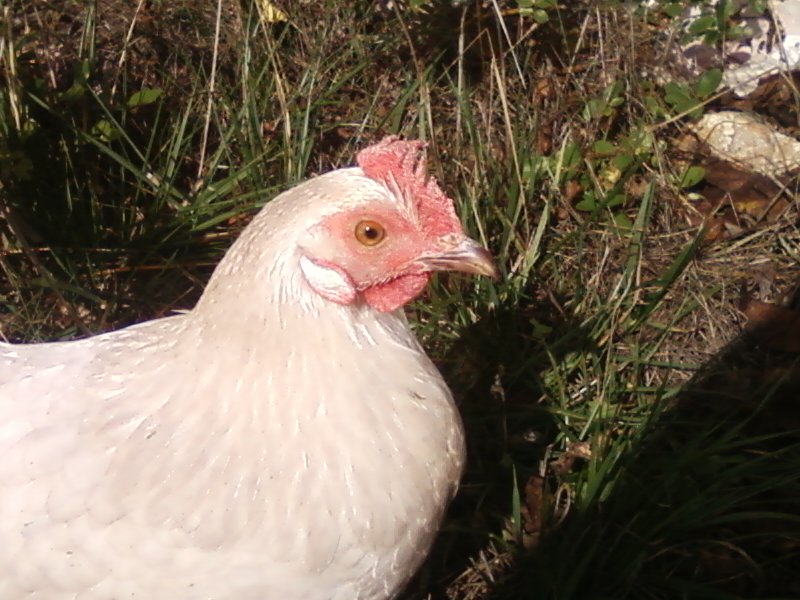 This is tweety. ive had her for five years now. i believe she was about four months old when i got her. before i got her she was free ranged without a coop to go to at night just food left for her. because of this backstory im not sure what breed she actually is, and its likely that shes a hybrid. her survival instincts are also very strong and she is very hardy. took her a while to get used to going inside the coop to sleep instead of up in the trees. she is pretty small and lightweight and that helps her be good at flying