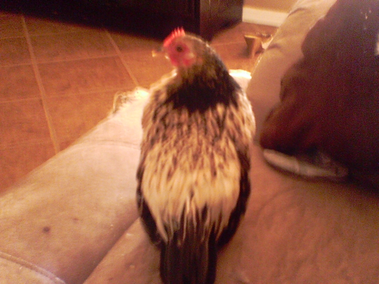 This is tweety my serema hen.