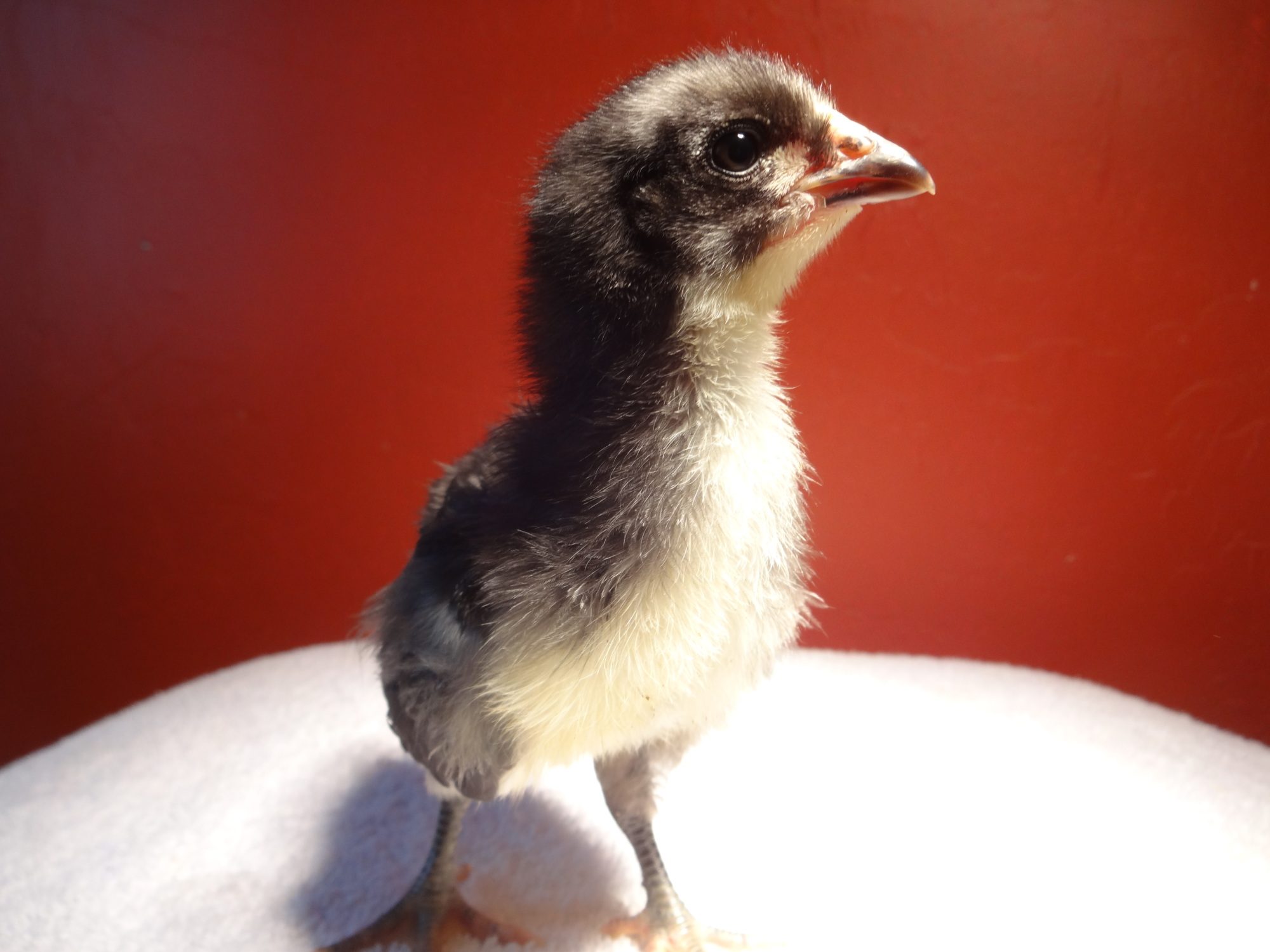 This is Uranus Sutcliff Pearll, the Jersey Giant. She is not mine, me and my best friend co-ordered to reach MM's minimum order and I am raising them for her until they can go outside.
P.S. Sutcliff is pronounced "Soot-cliff" not "Suht-cliff."