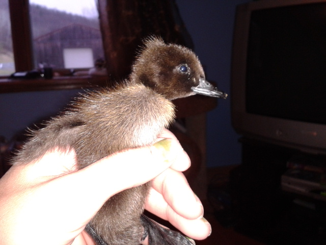 This is Violet, my Crested Black Runner (also the bully of the flock!) at 2 days old