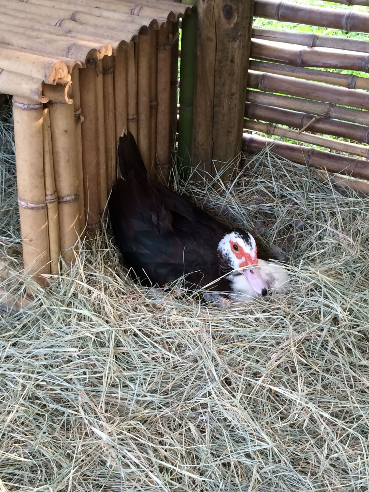 This is Waddles she is a broody monster