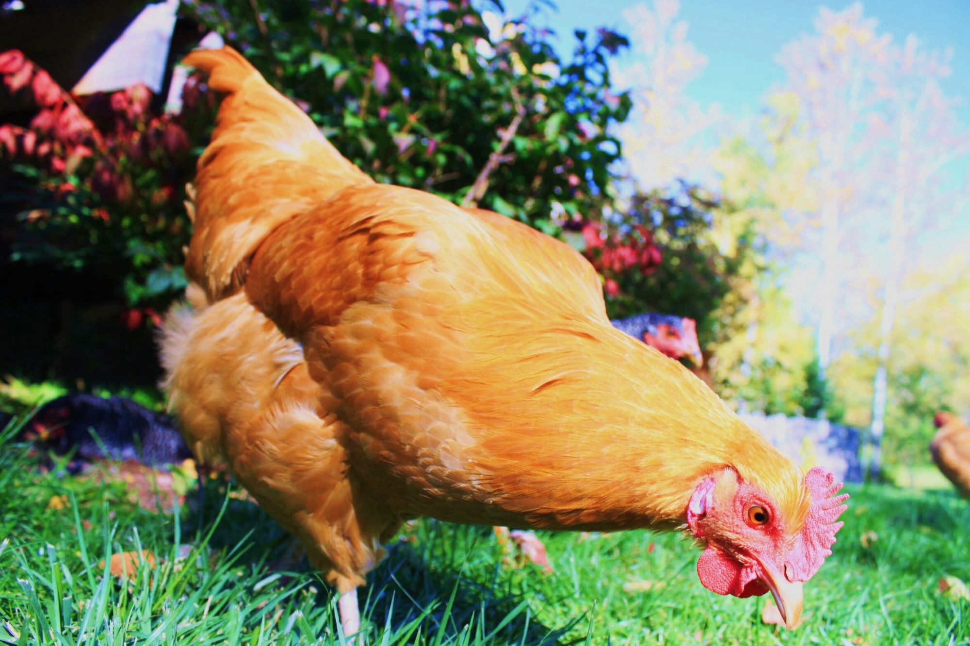 This is Webber. She's our darkest Buff Orpington. My daughter's friend (who also raises chickens) suggested that Webber was a rooster because of her size and comb.  Shortly after, Webber removed any doubt by laying an egg a day for the next week. COCK-a-DOODLE-NOPE!!